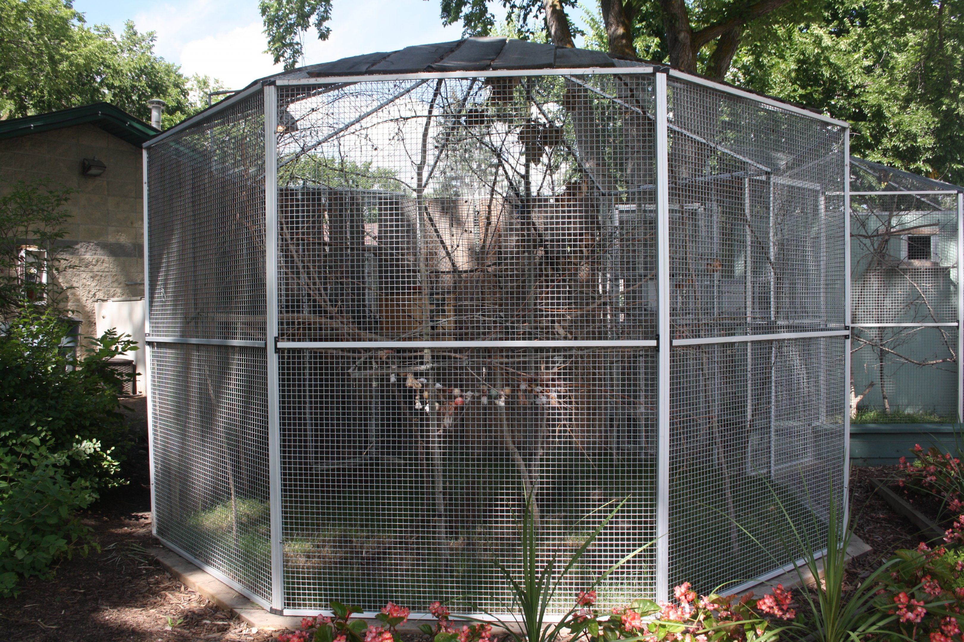 Common Marmoset Exhibit