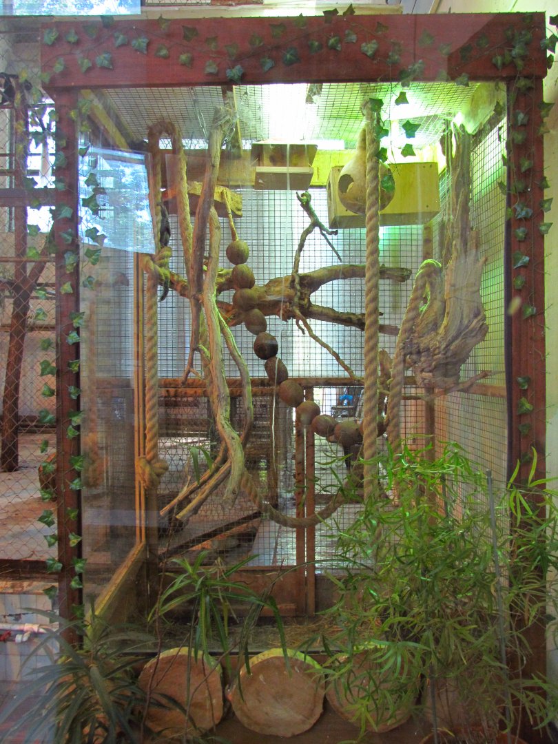 Common marmoset exhibit