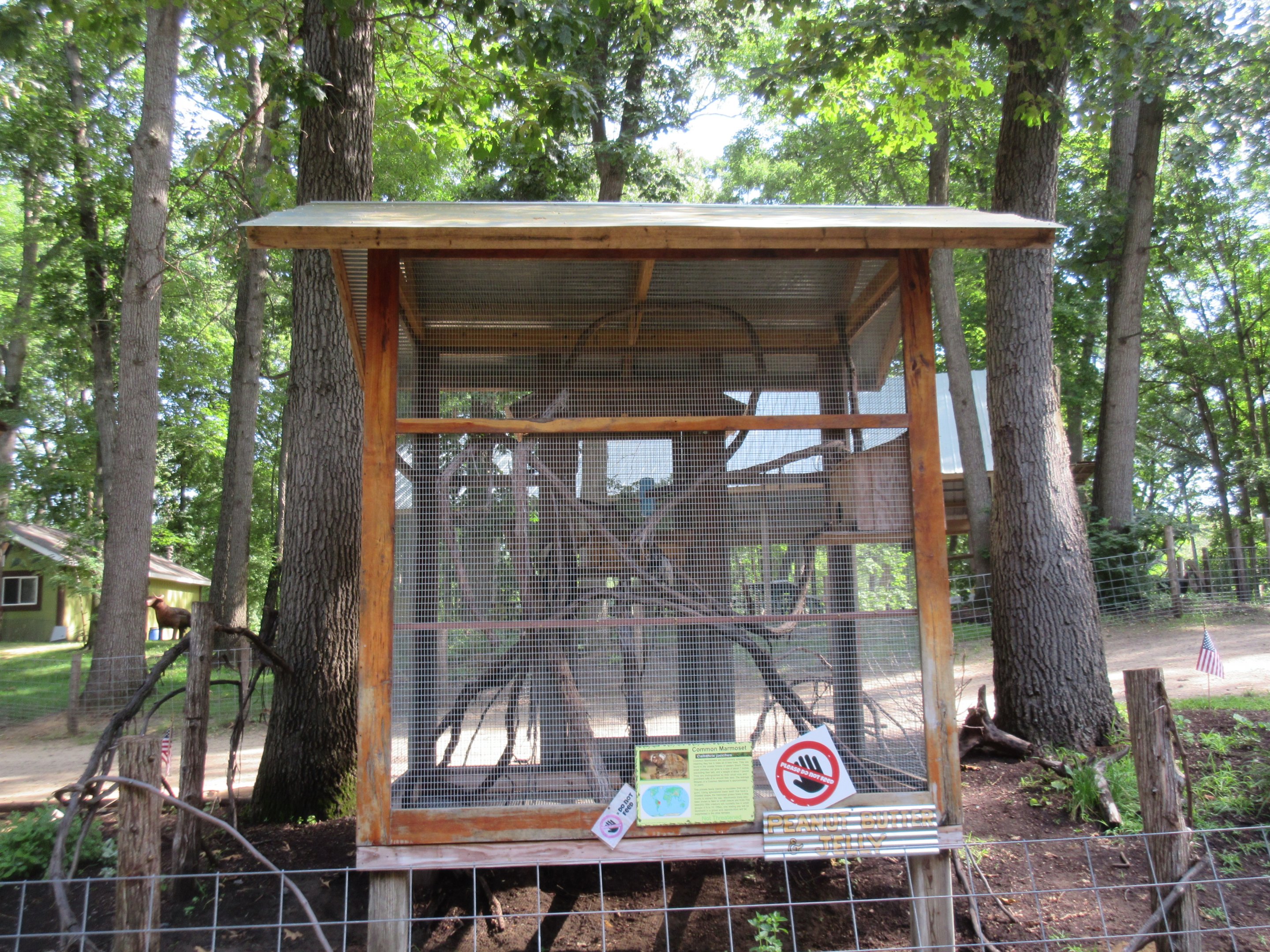 Common Marmoset Exhibit