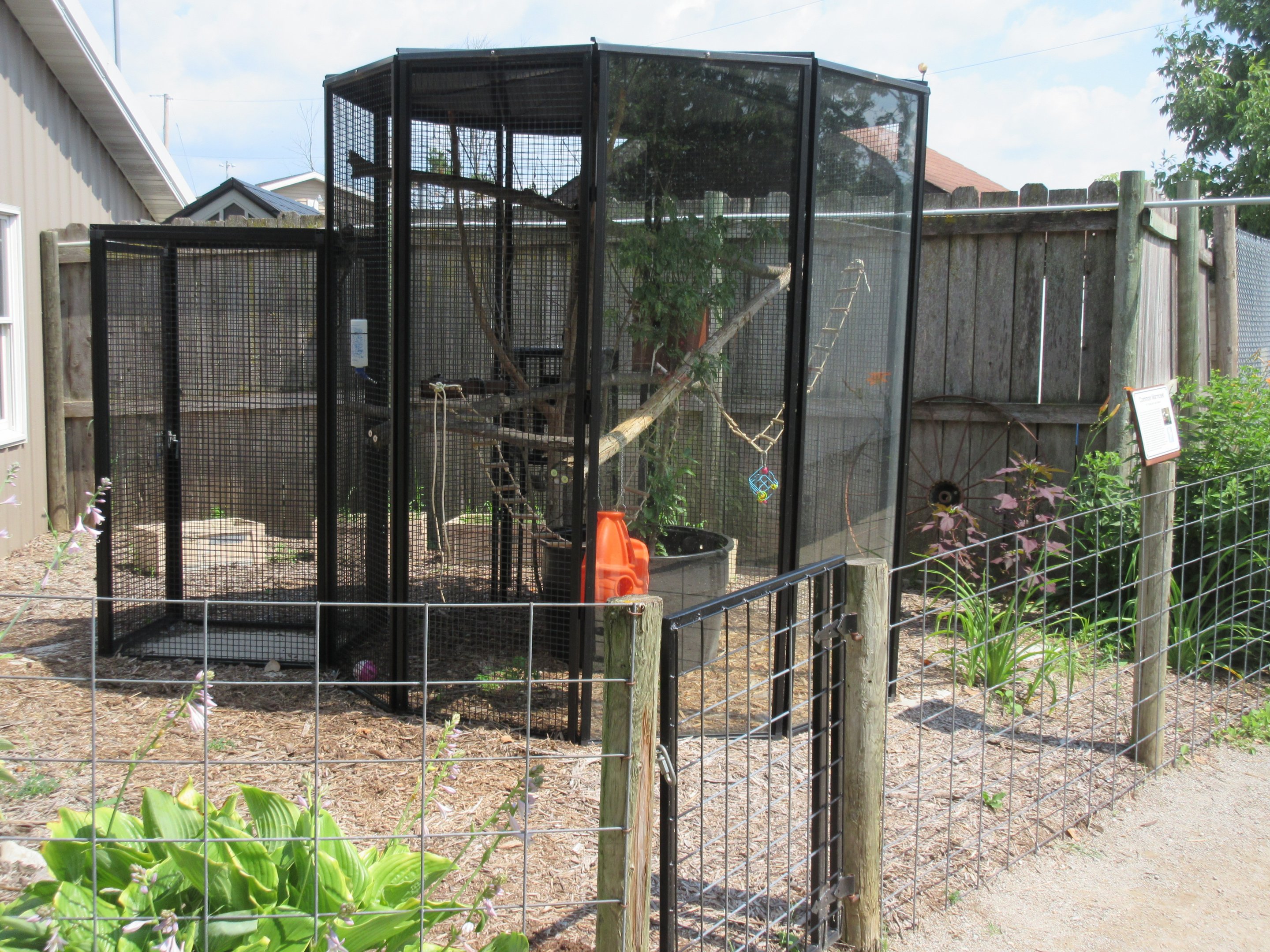 Common Marmoset Exhibit