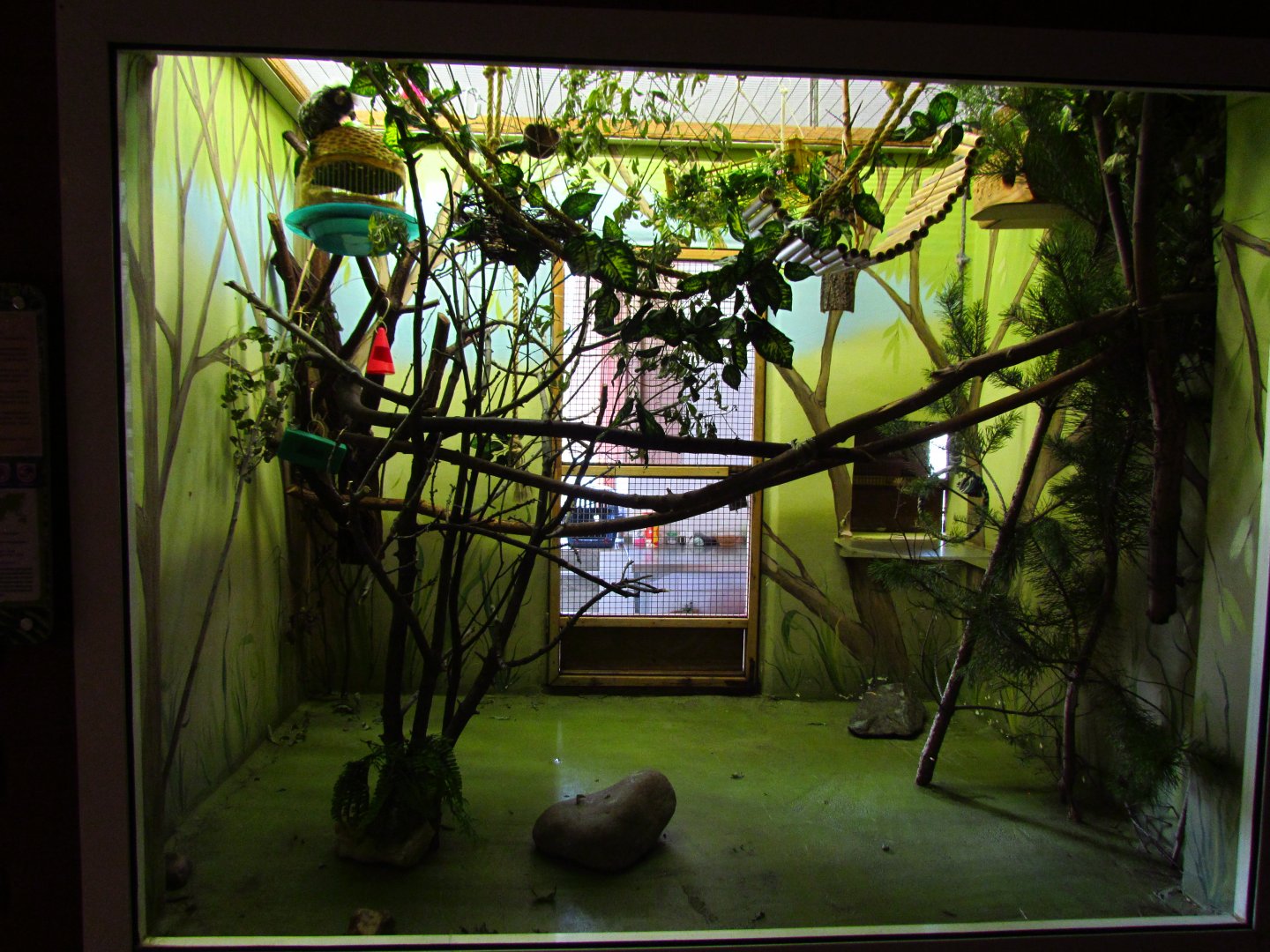 Common marmoset exhibit