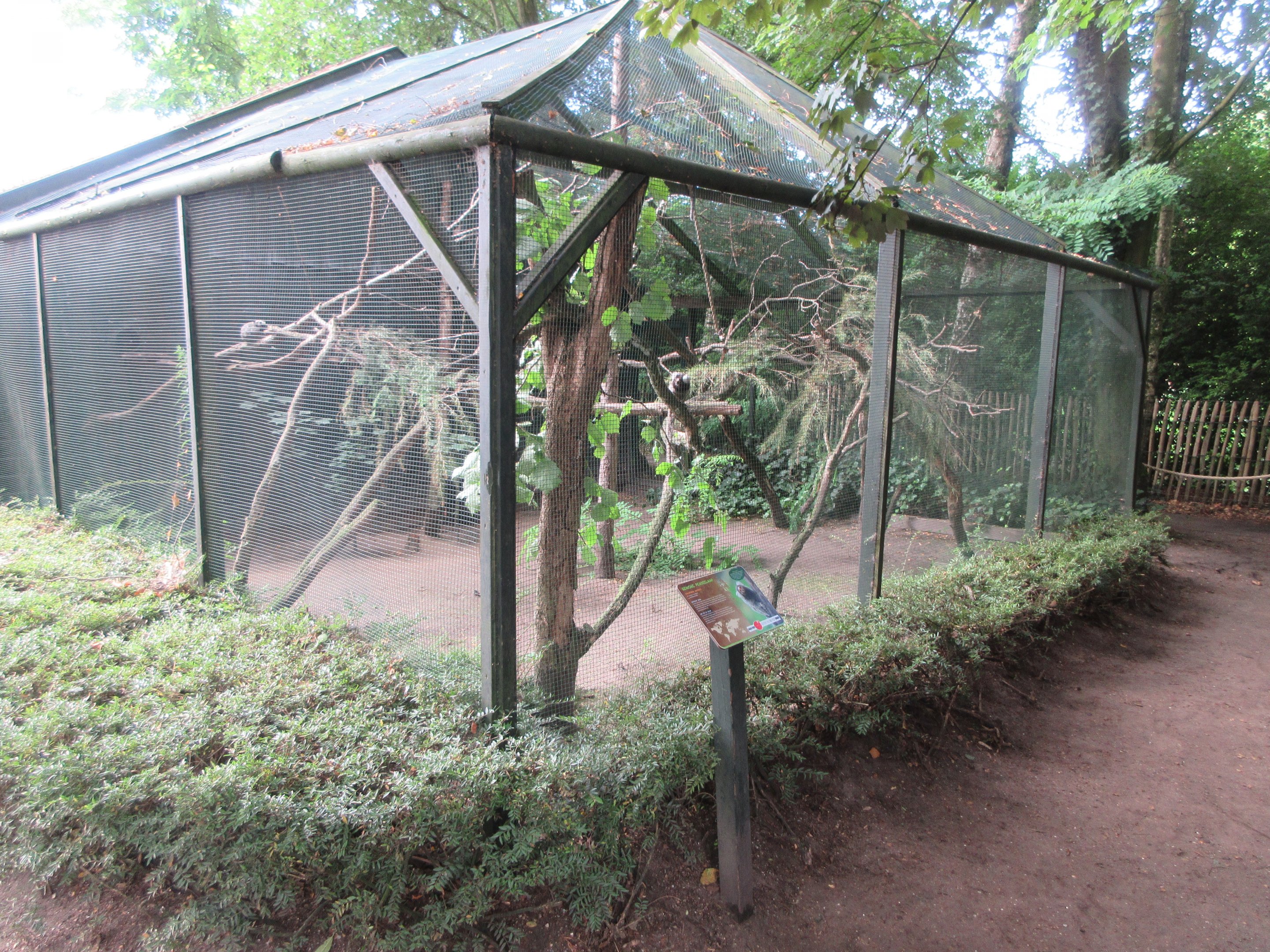 Common Marmoset Exhibit