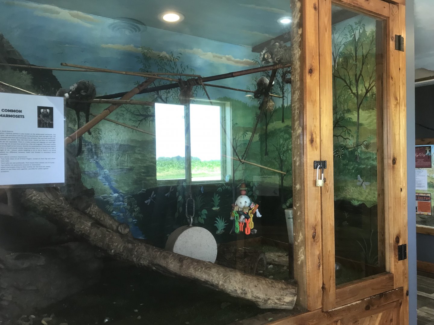 Common Marmoset Exhibit