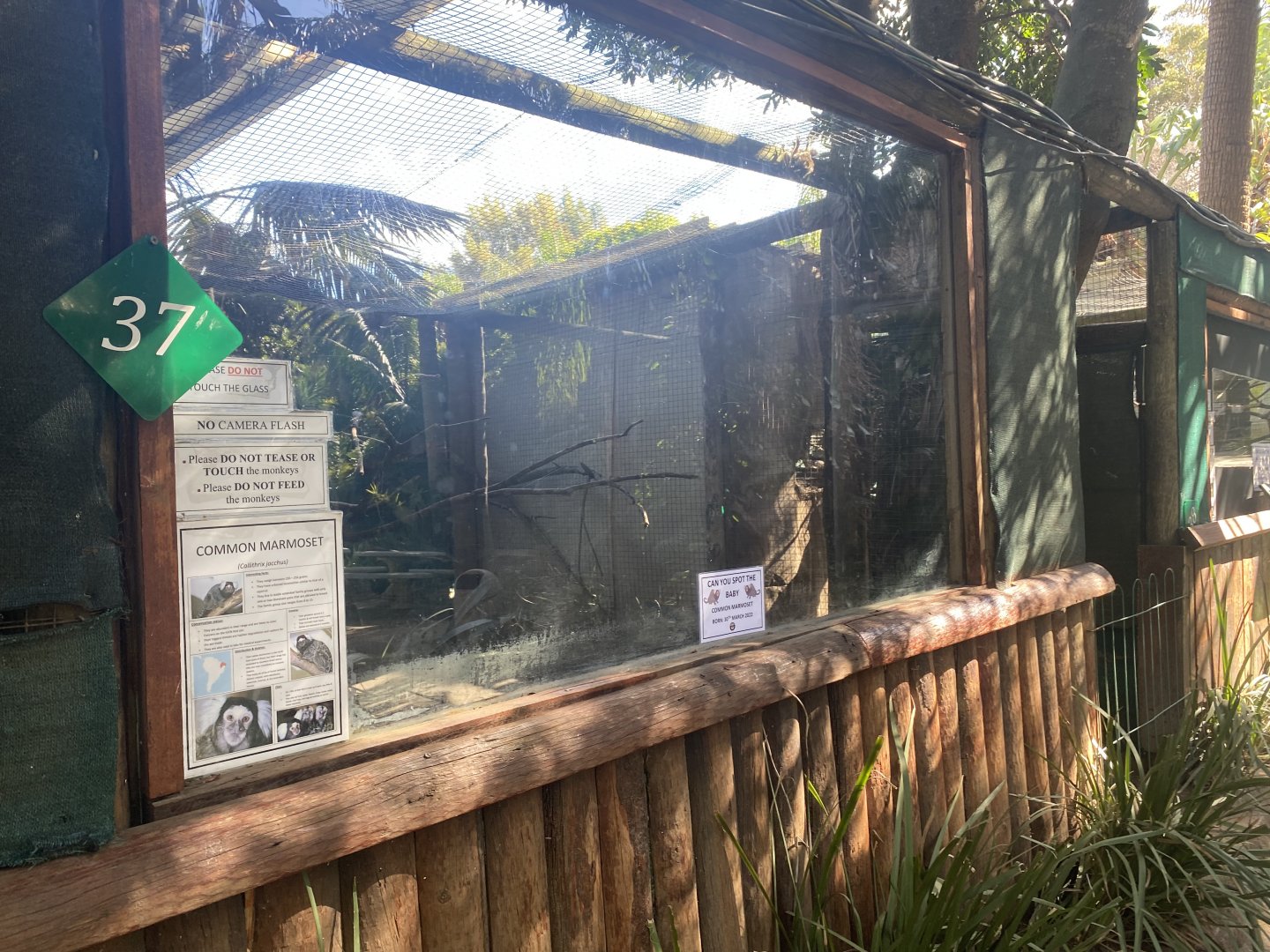 Common Marmoset Exhibit