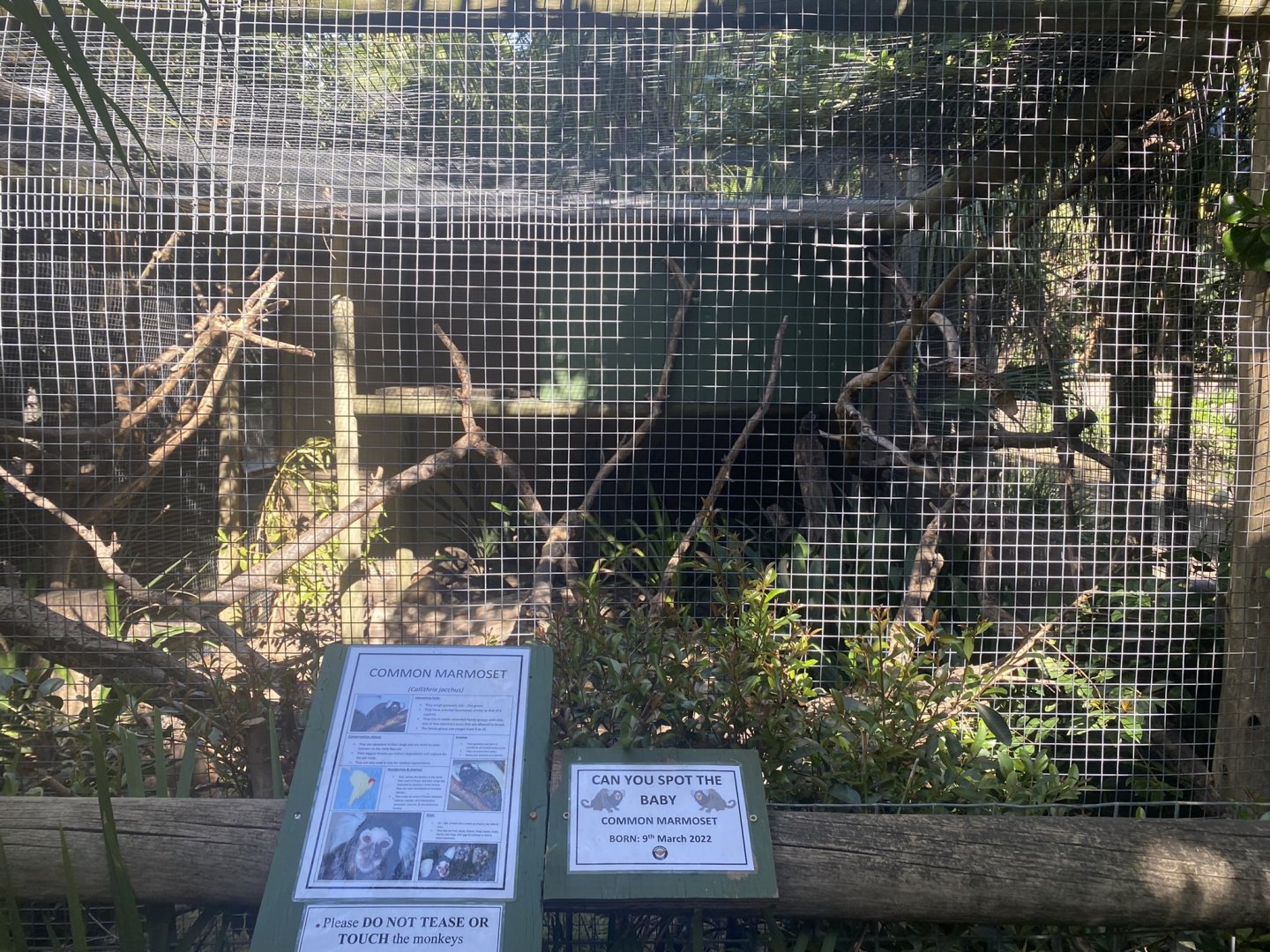 Common Marmoset Exhibit