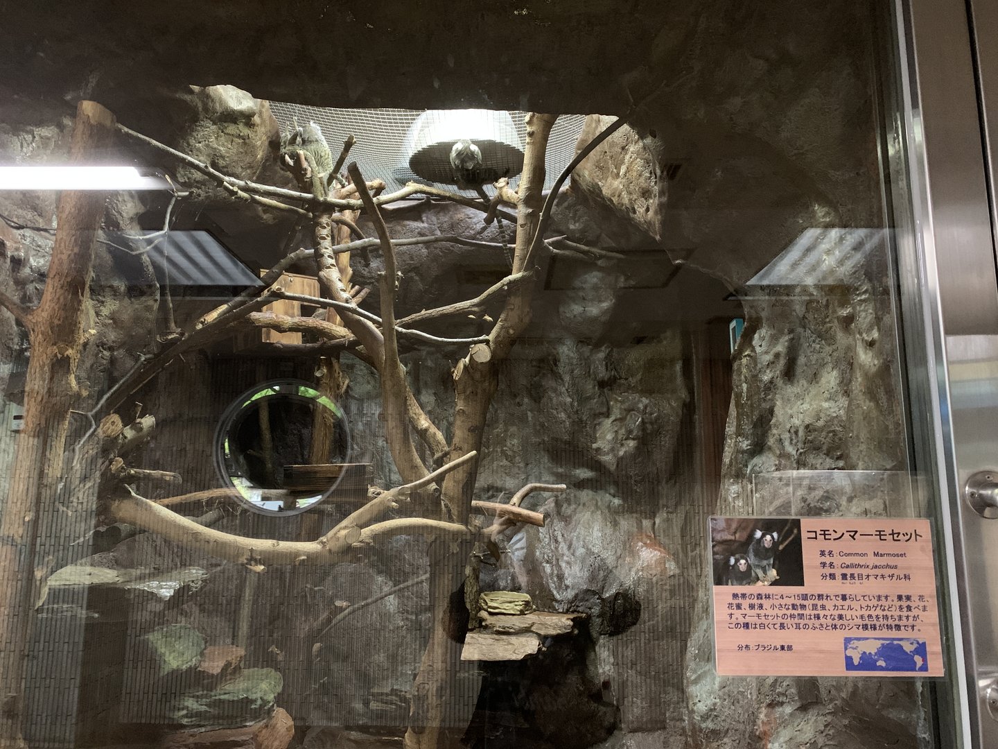 Common Marmoset Exhibit