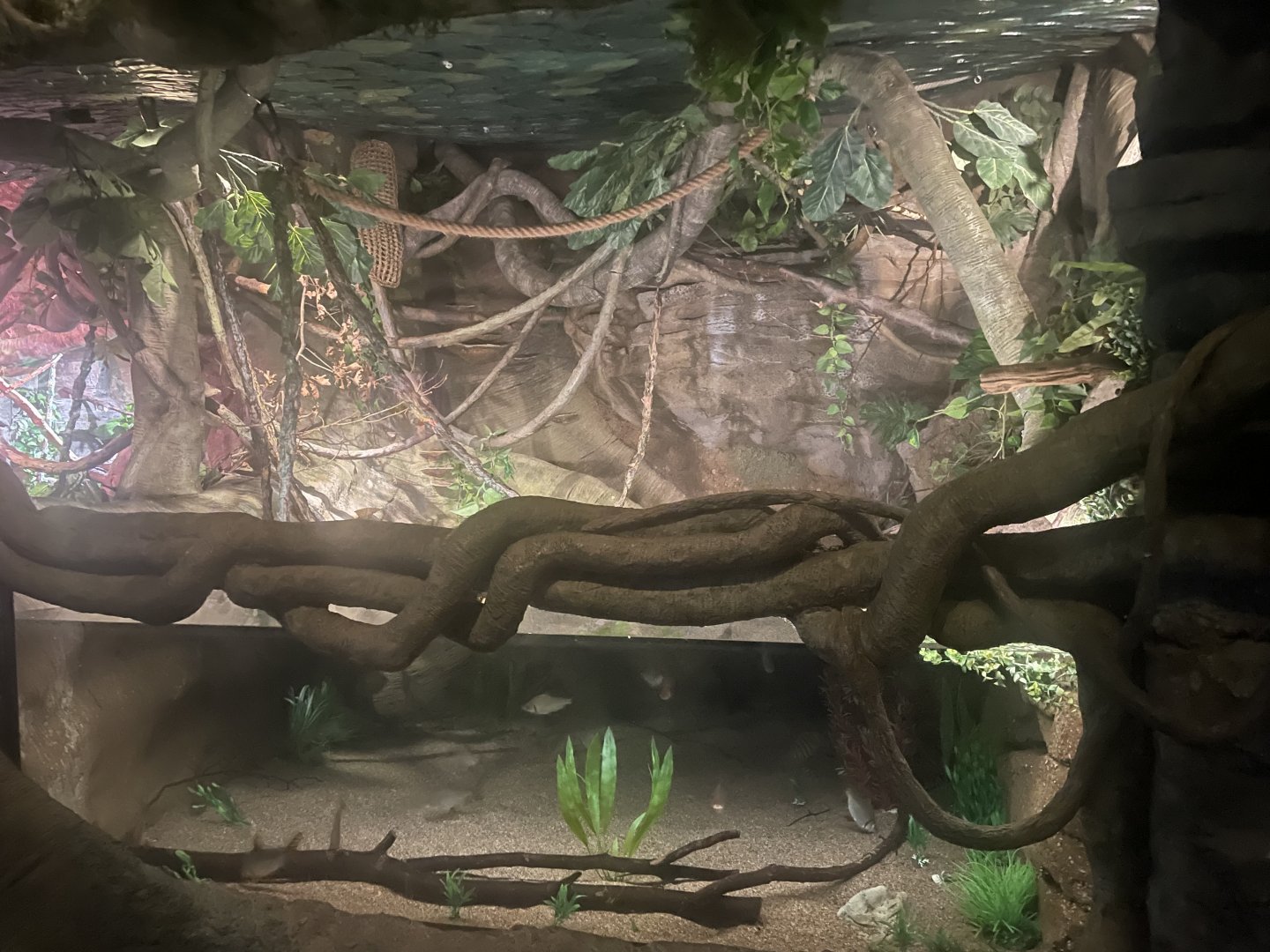Common Marmoset Exhibit