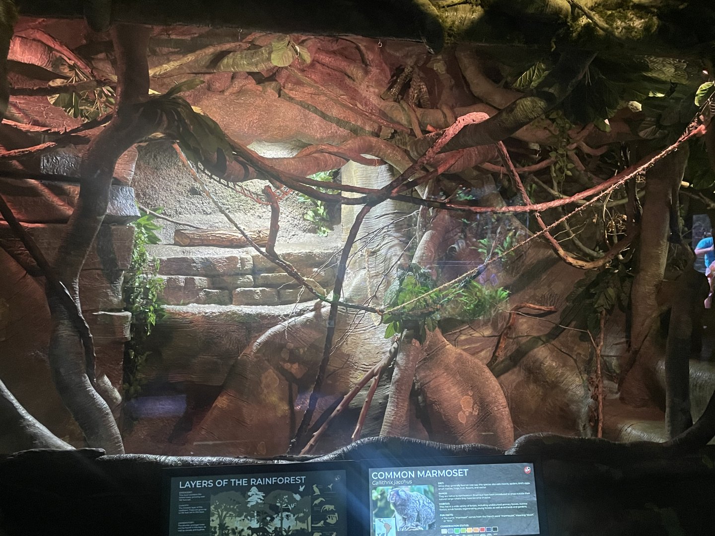 Common Marmoset Exhibit