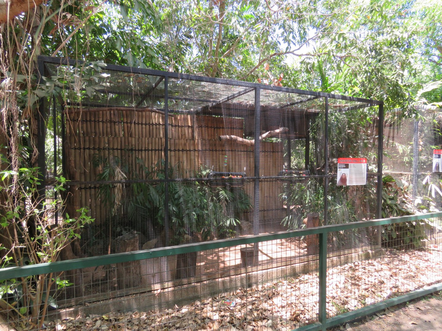 Common Marmoset Exhibit