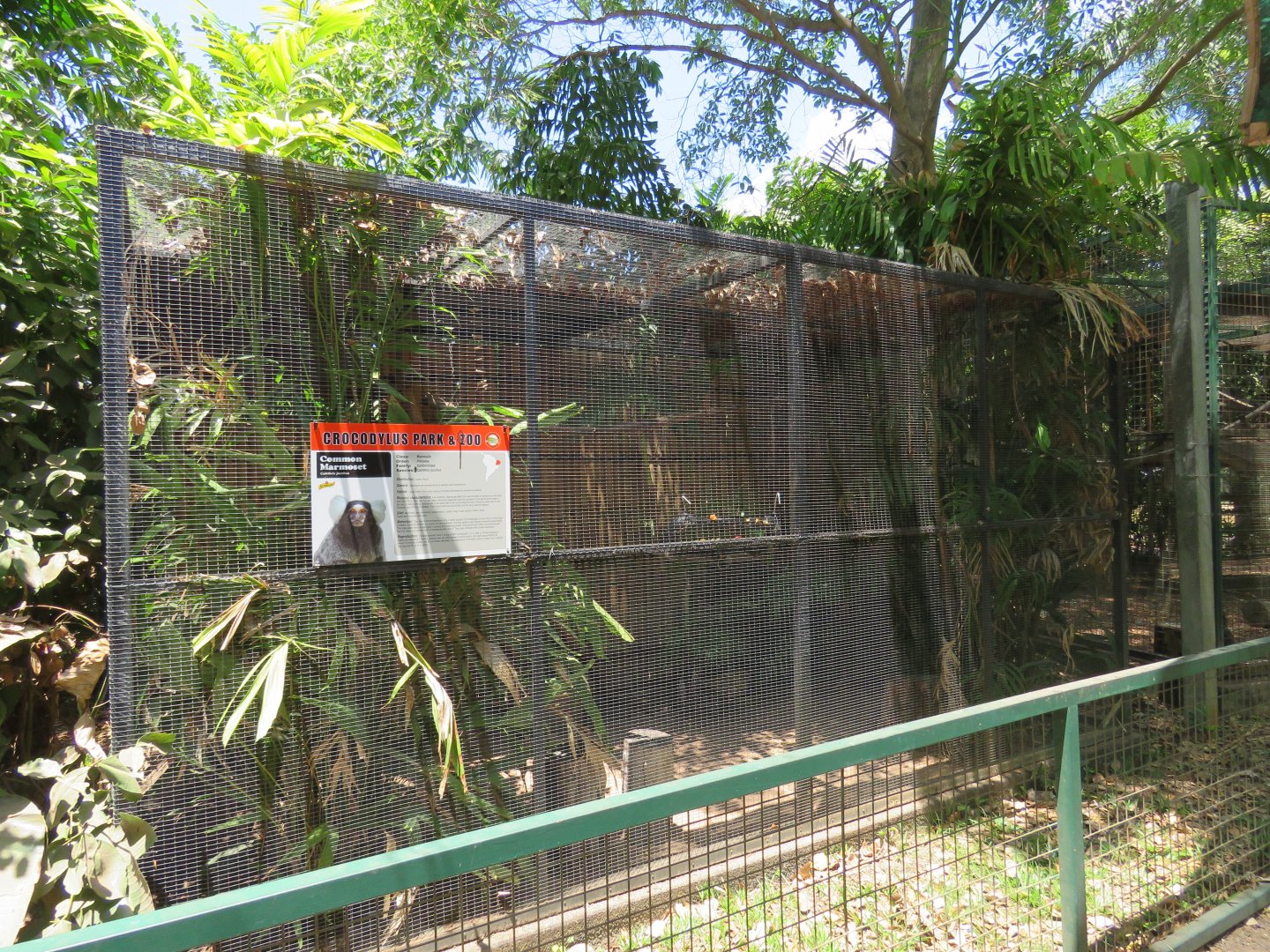 Common Marmoset Exhibit