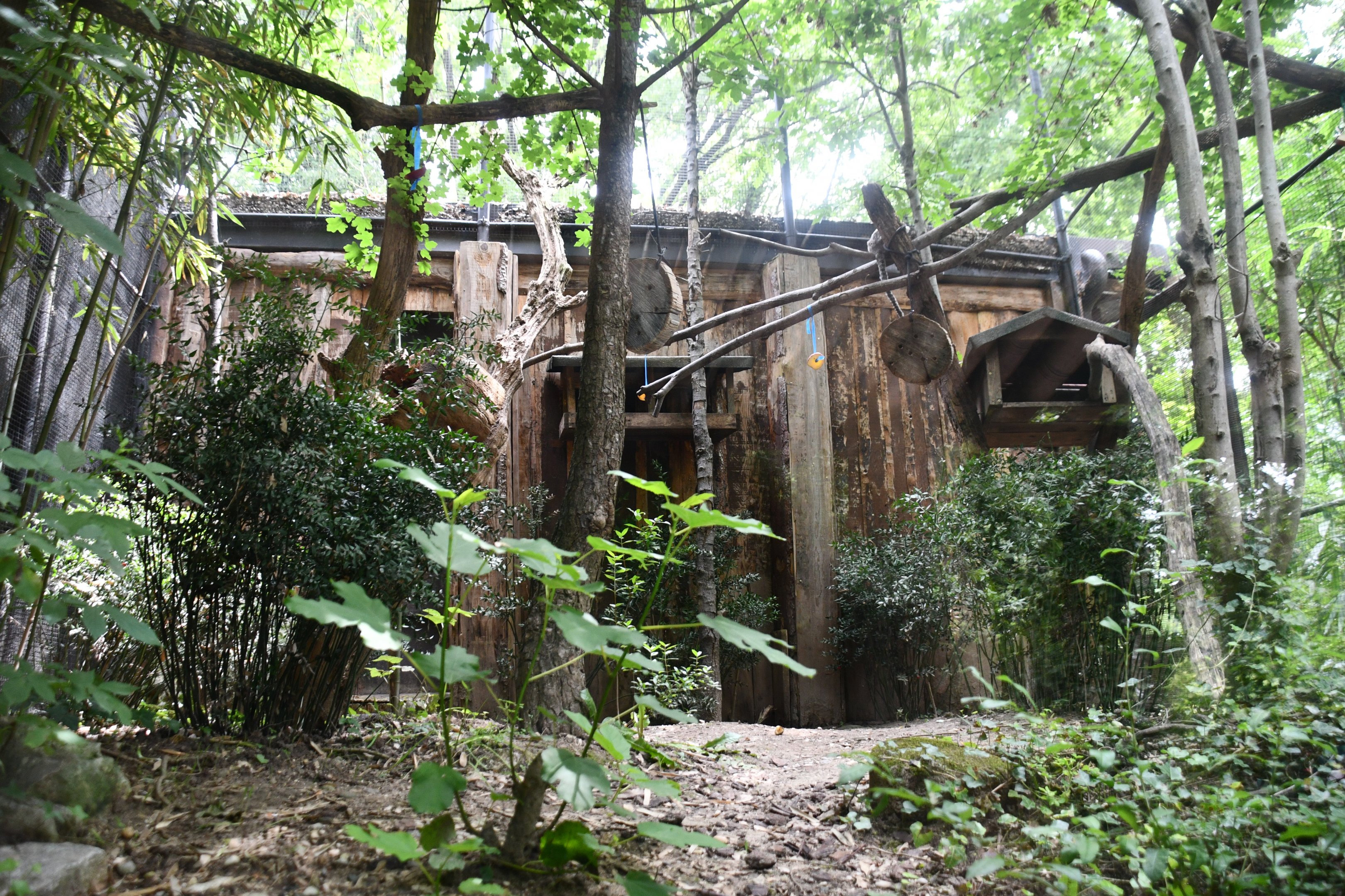 Common Marmoset exhibit