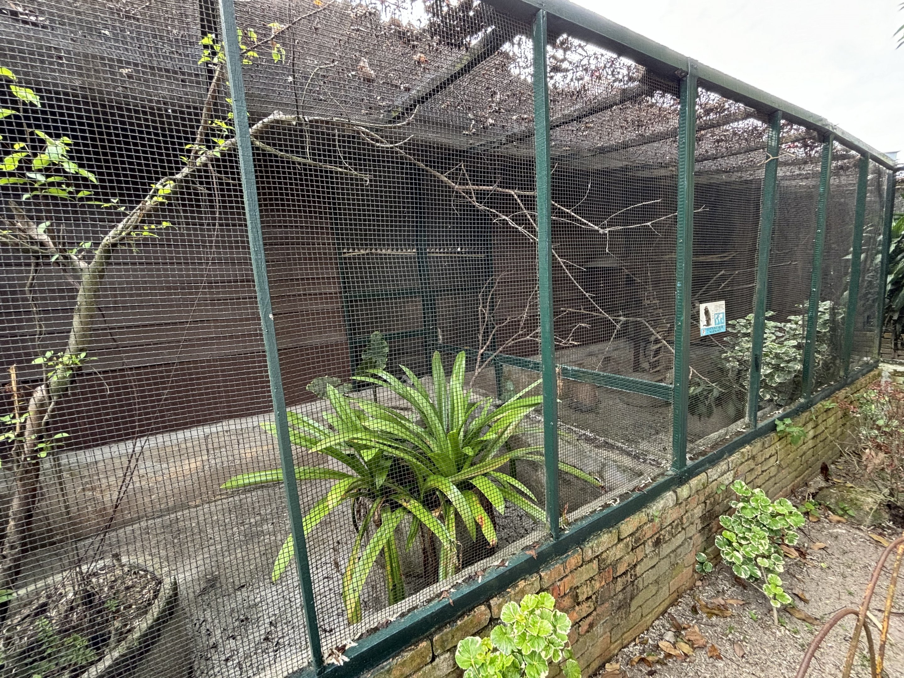 Common Marmoset Exhibit