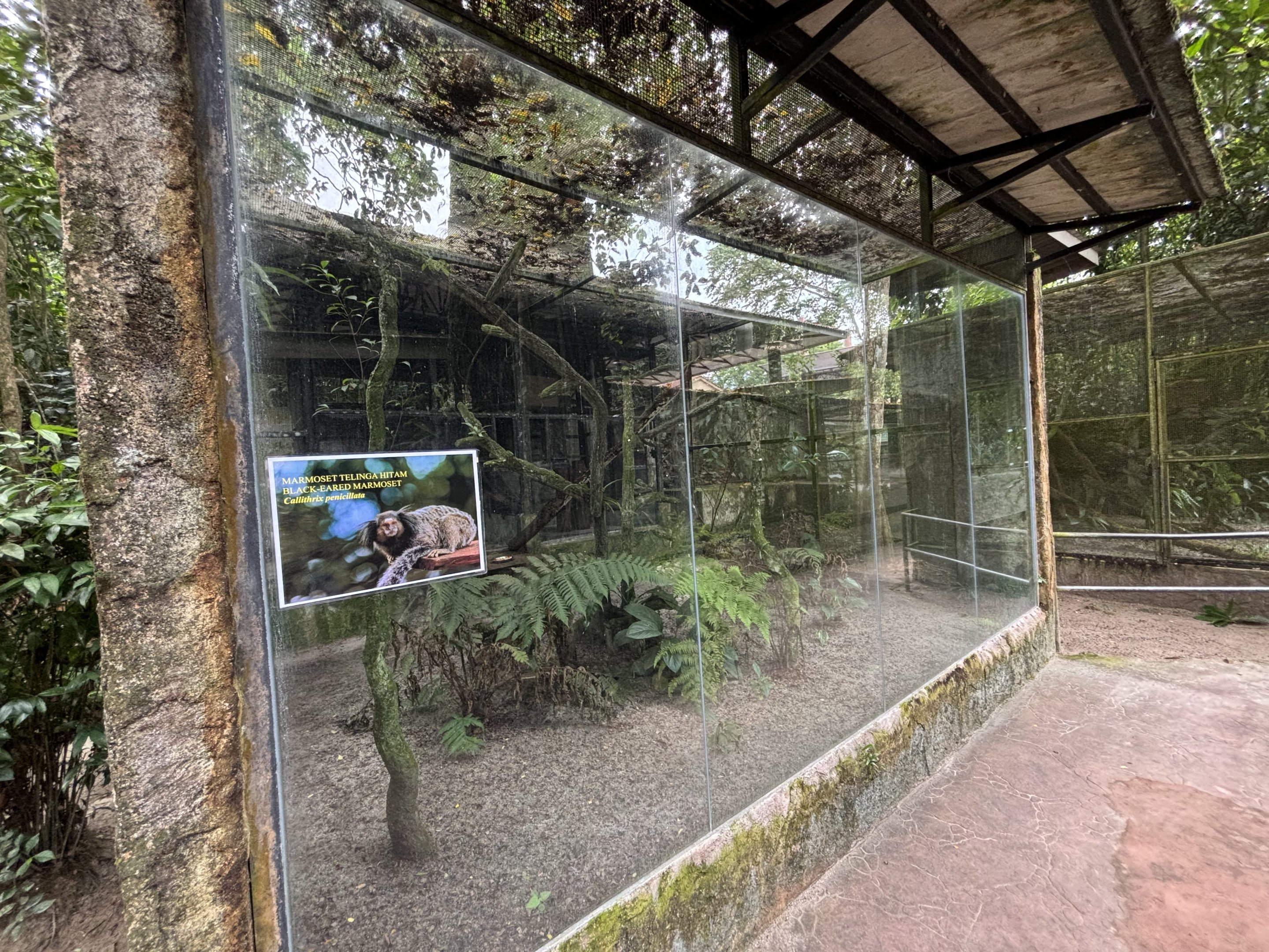 Common Marmoset Exhibit