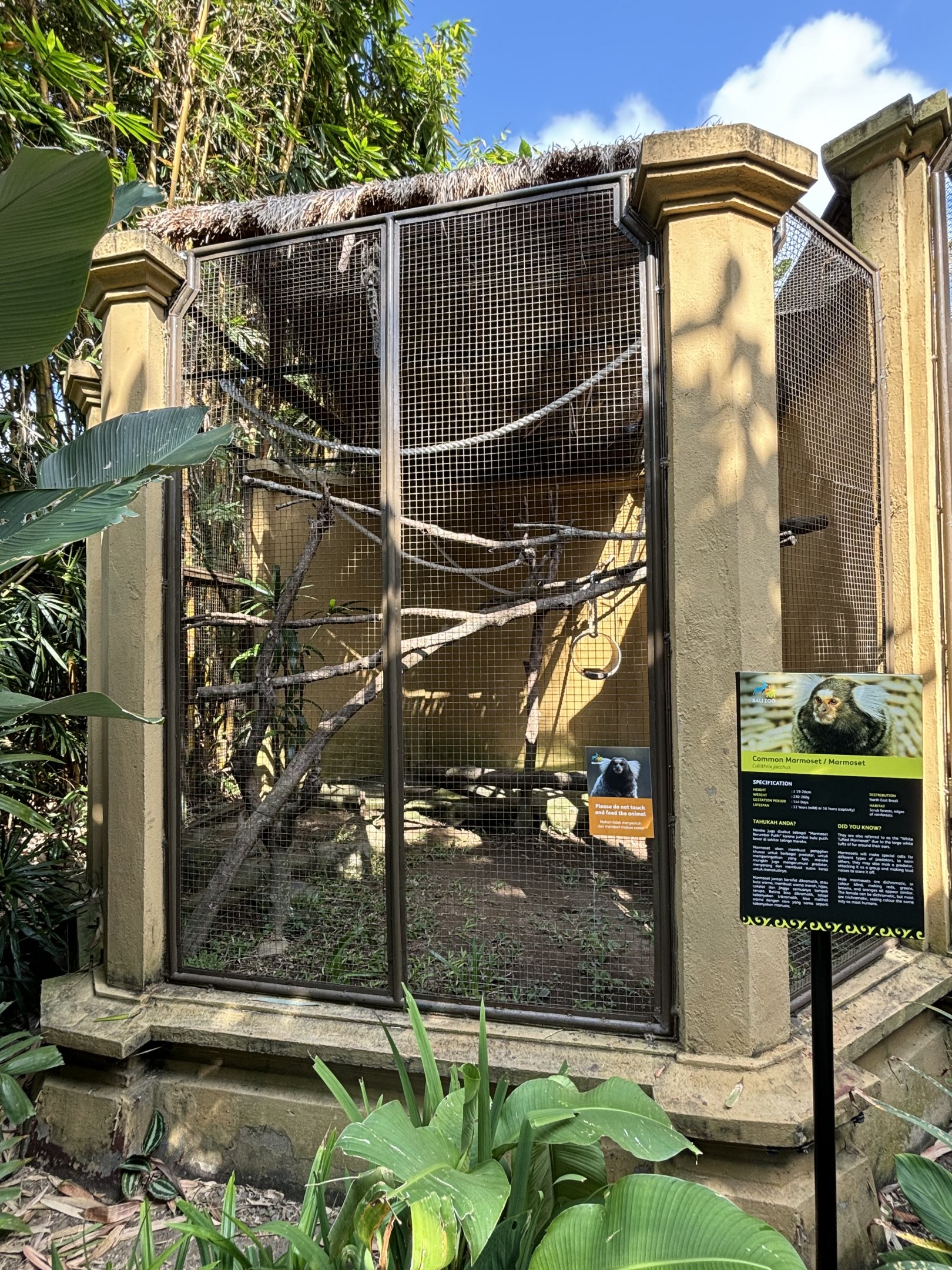 Common Marmoset Exhibit