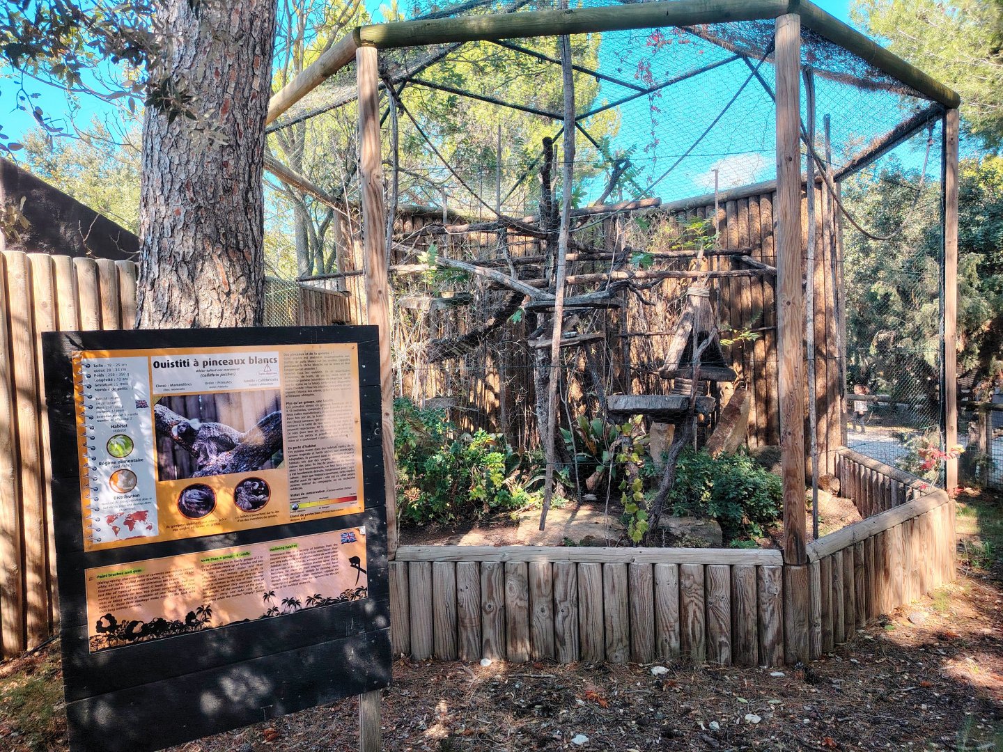 Common Marmoset Exhibit