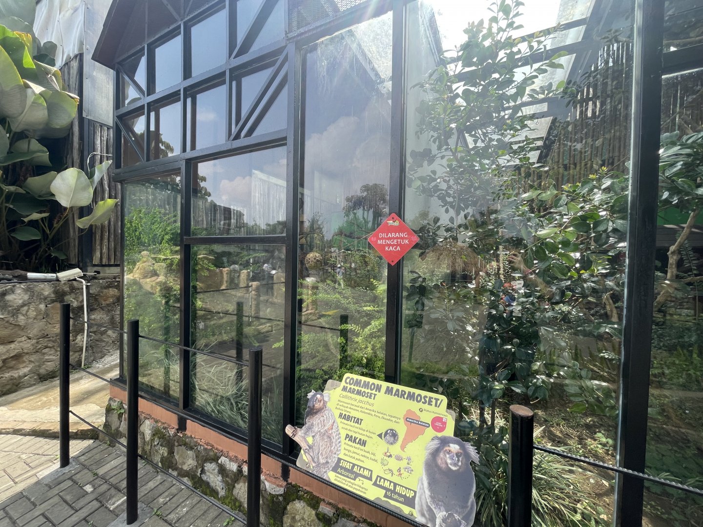 common marmoset exhibit