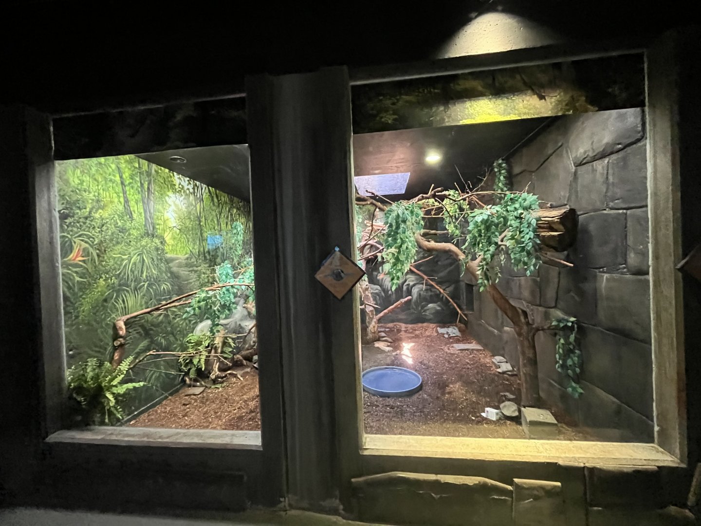 Common Marmoset Exhibit