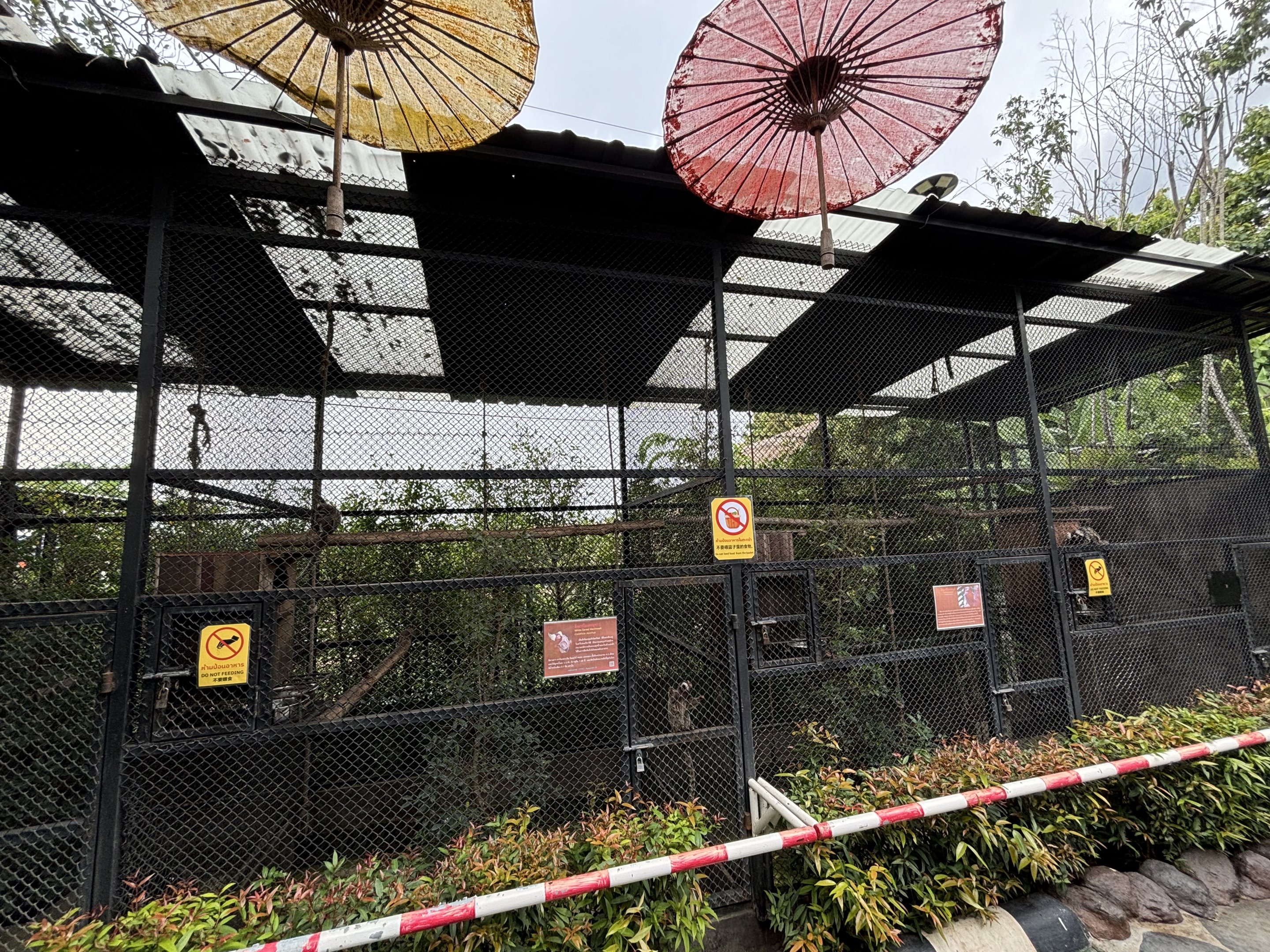 Common Marmoset Exhibits - Lanna Mini Zoo