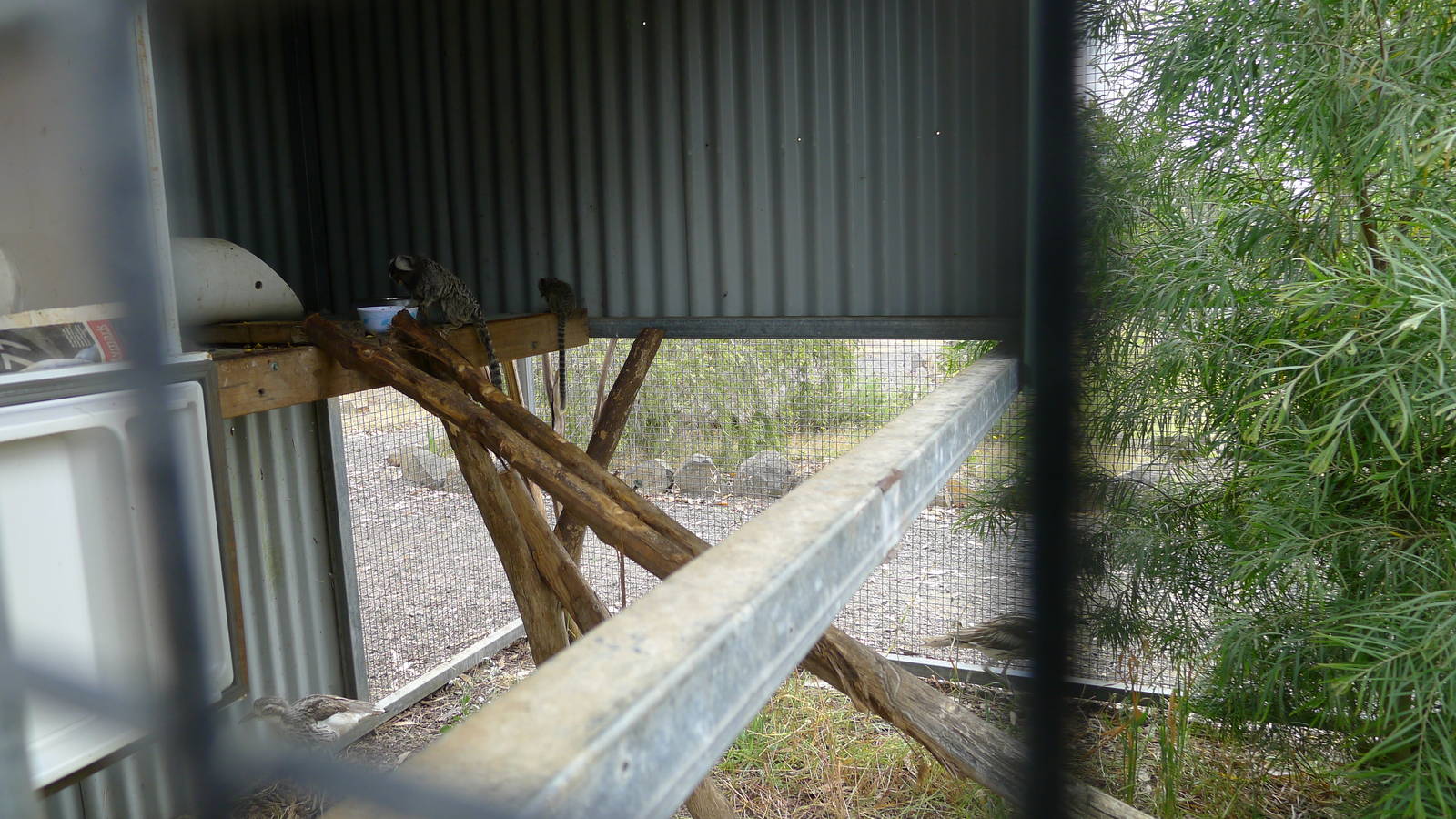 common marmoset family