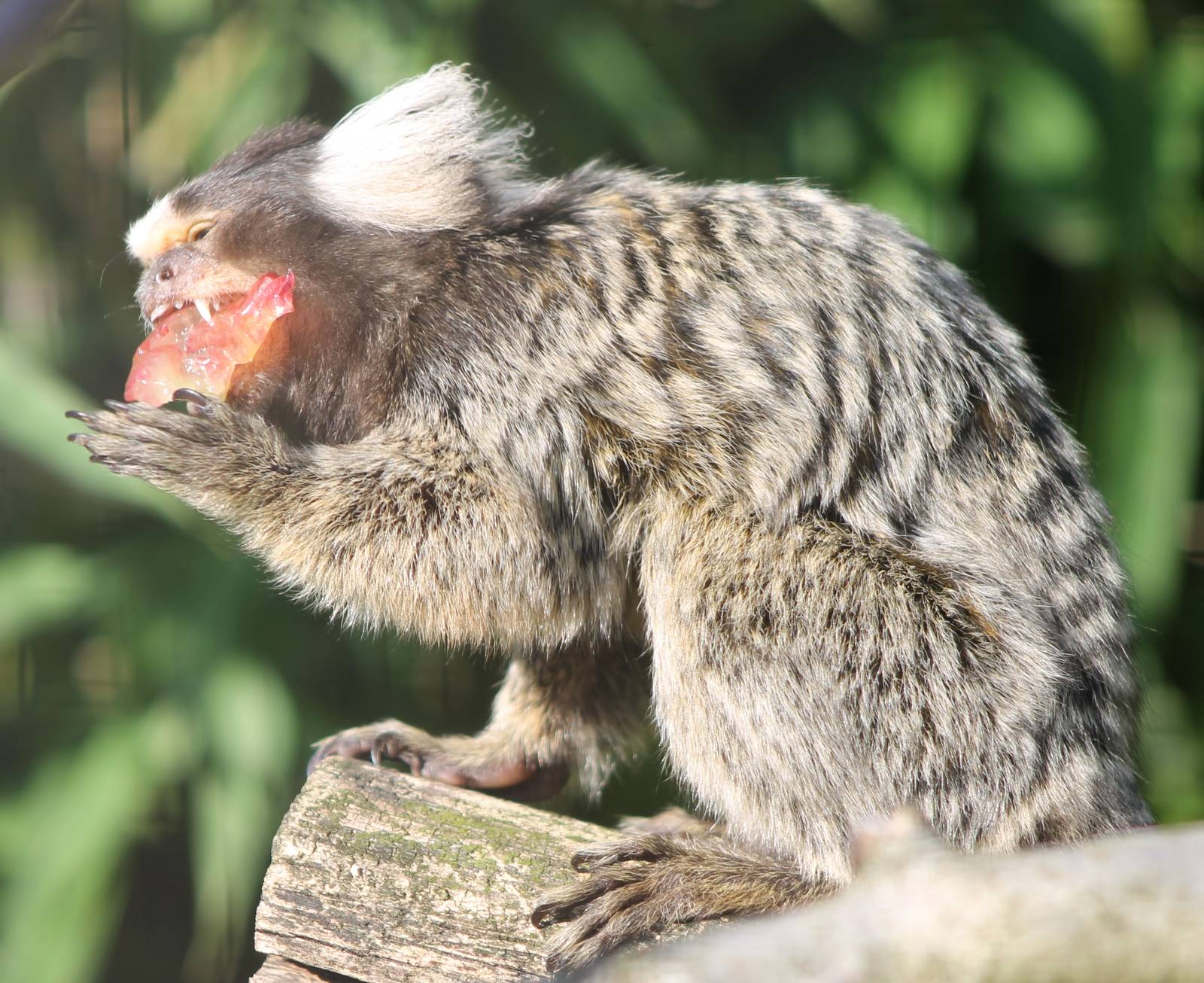 Common marmoset feeding