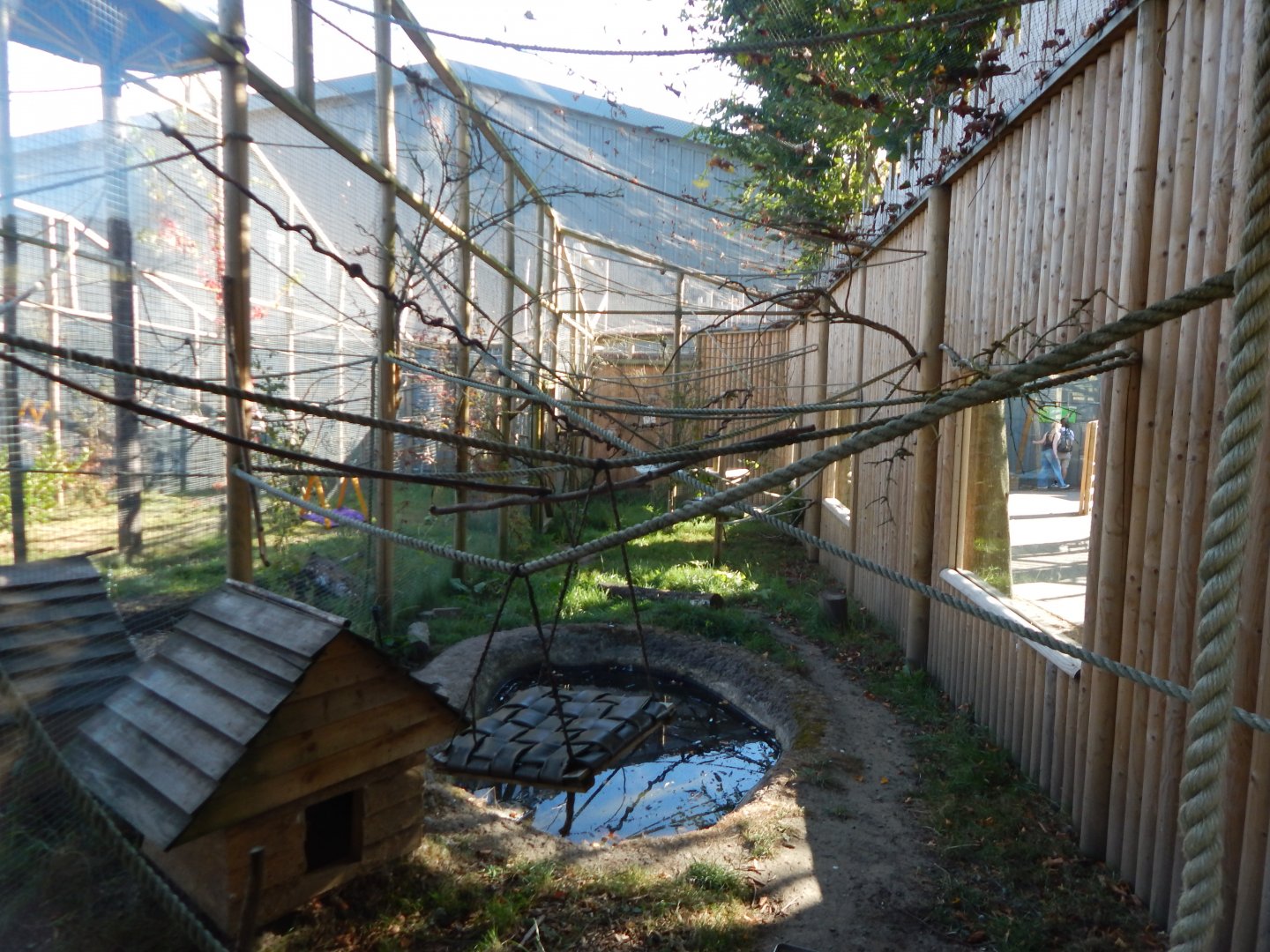 Common marmoset habitat 030964