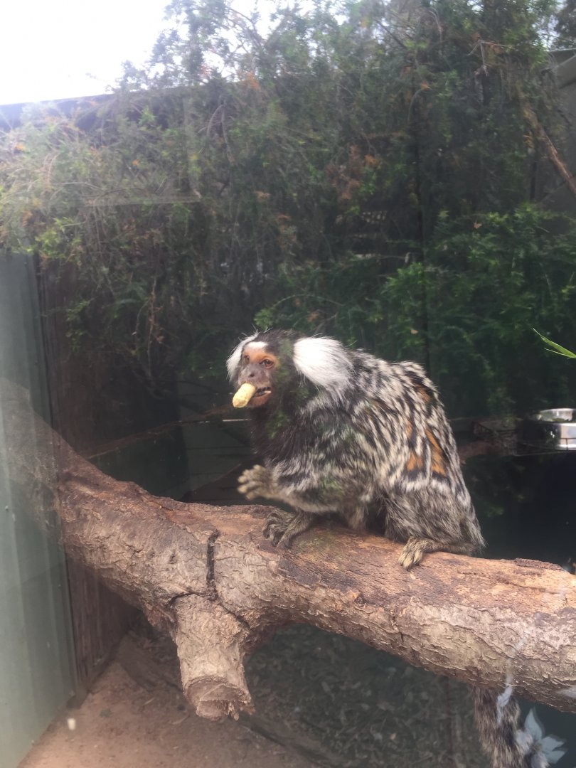 Common Marmoset @Halls Gap Zoo
