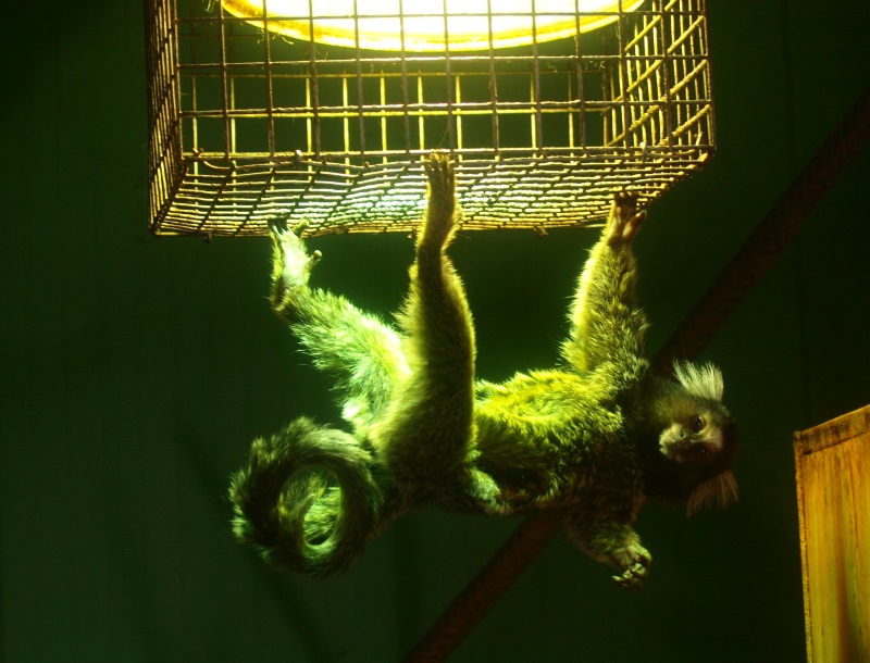 Common marmoset hanging from a lamp cage (April 19th, 2015)