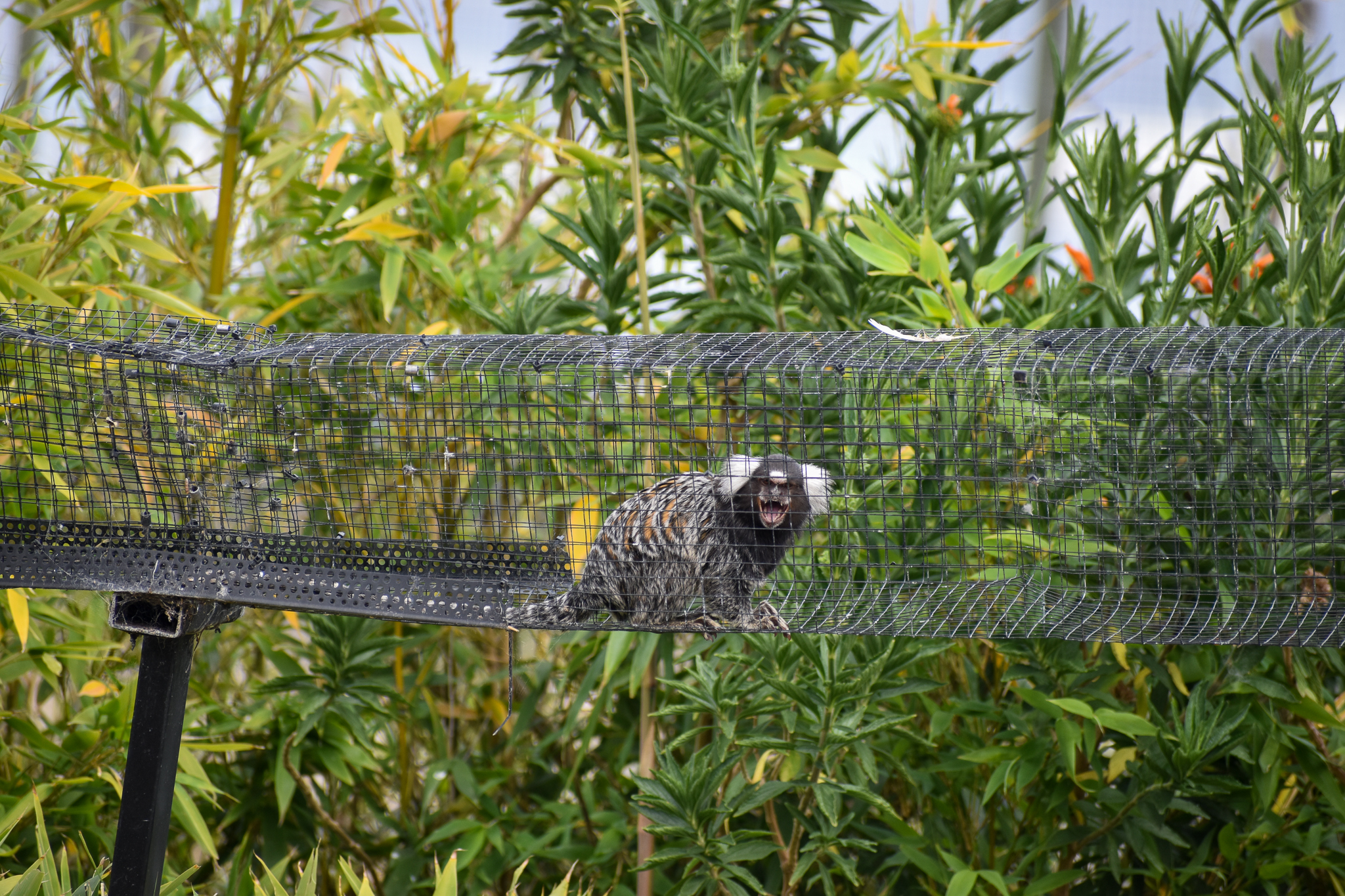 Common Marmoset in aerial pathway