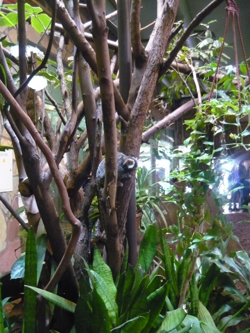 Common marmoset in Primate house