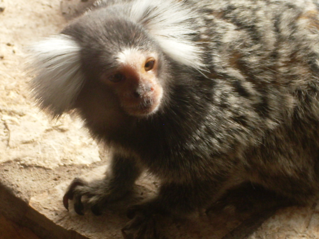 Common marmoset in Tropical House