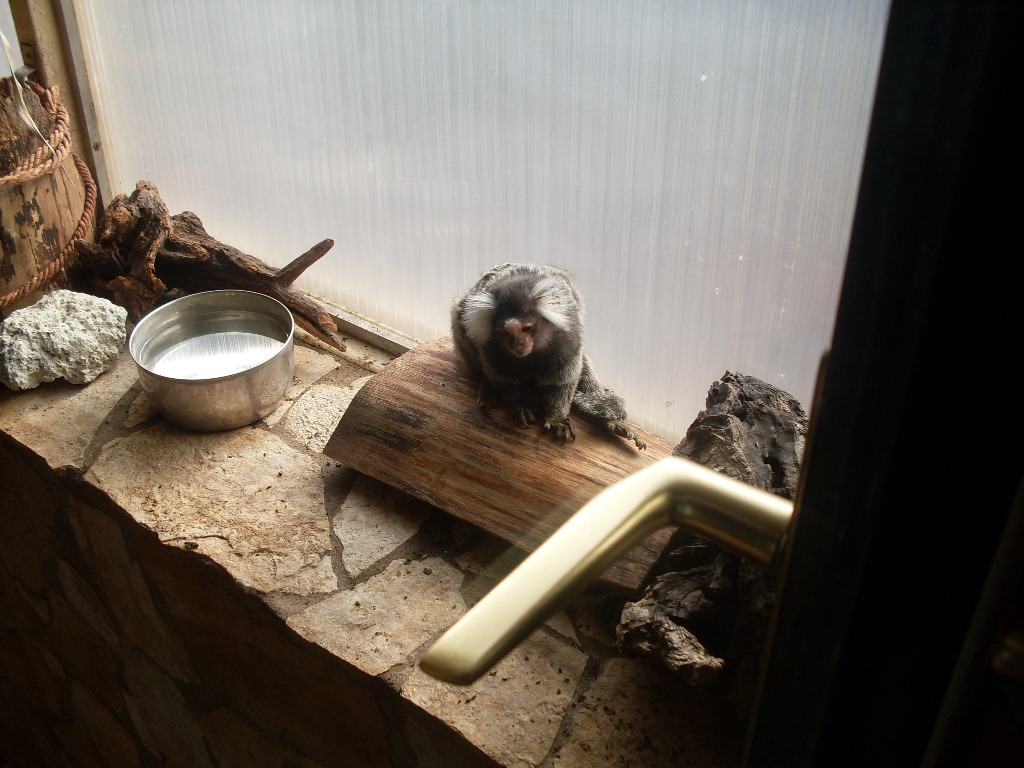 Common marmoset in Tropical House