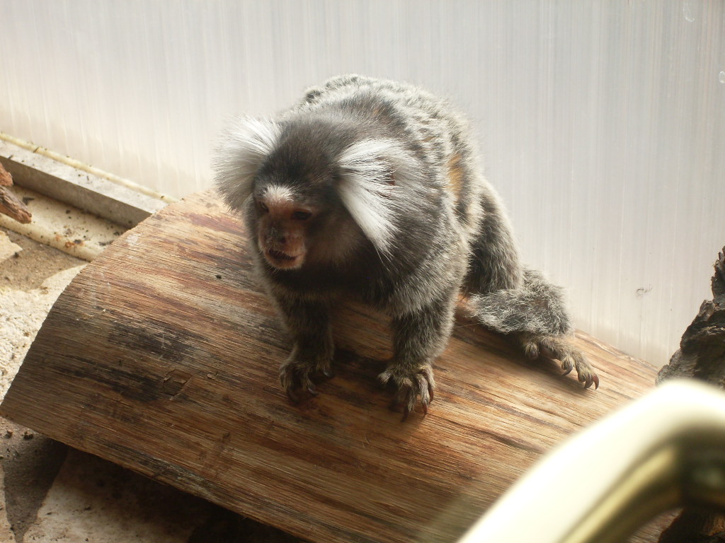 Common marmoset in Tropical House