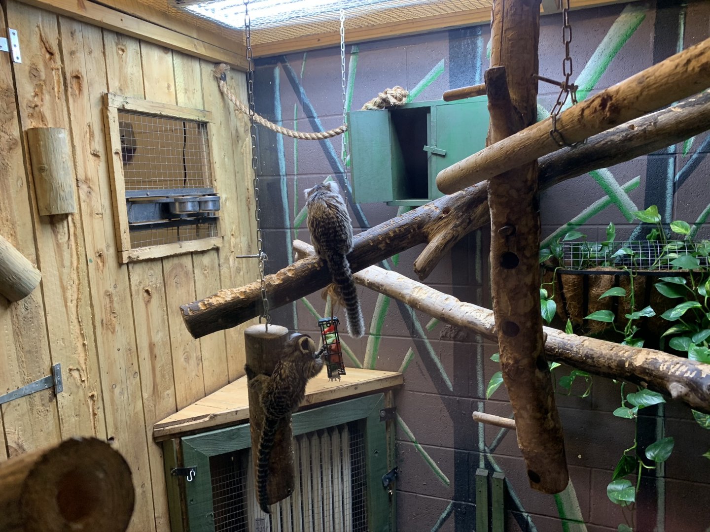 Common Marmoset Indoor Enclosure at Northumberland College Zoo (2020)