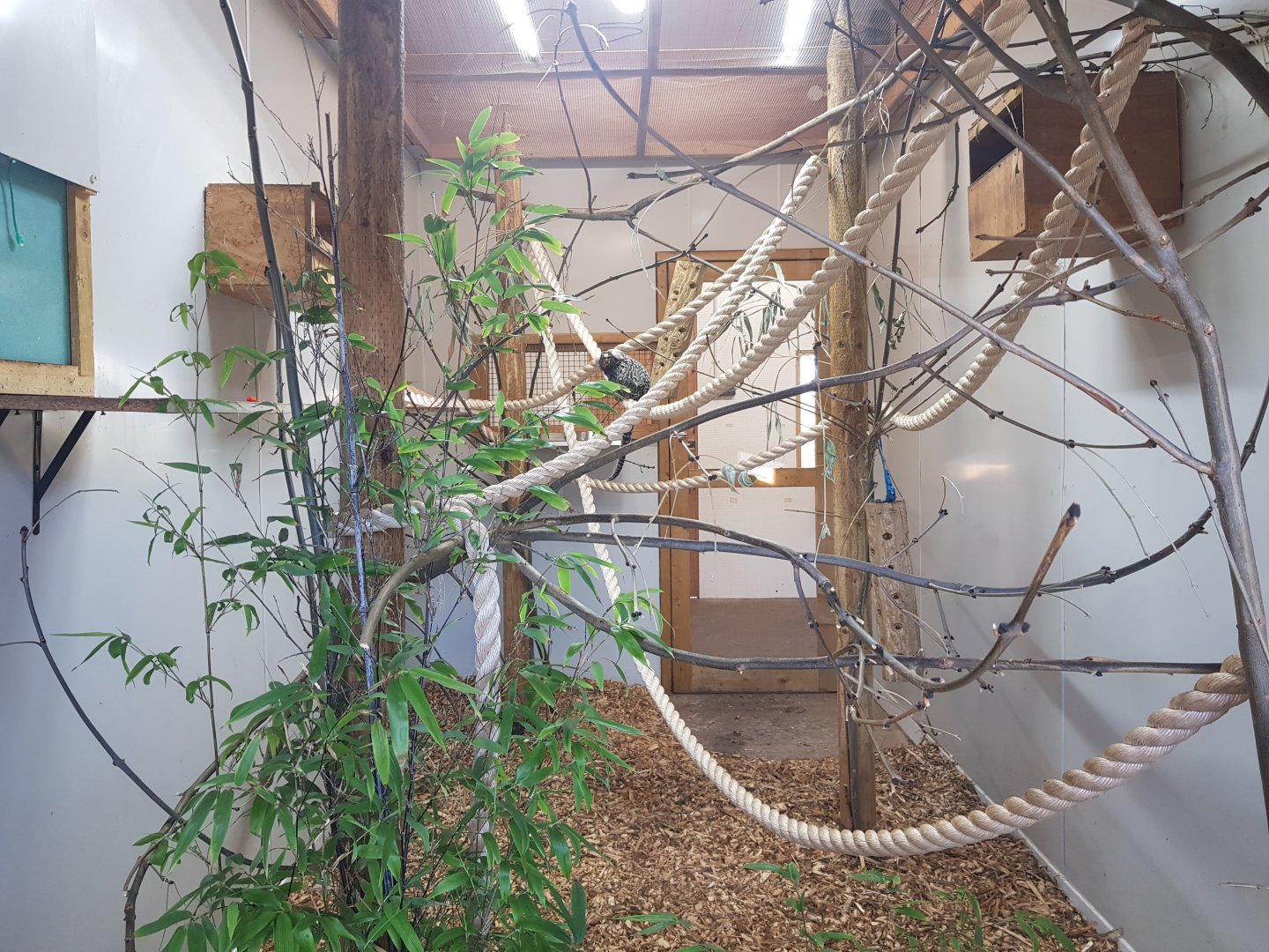 Common Marmoset Indoor Enclosure