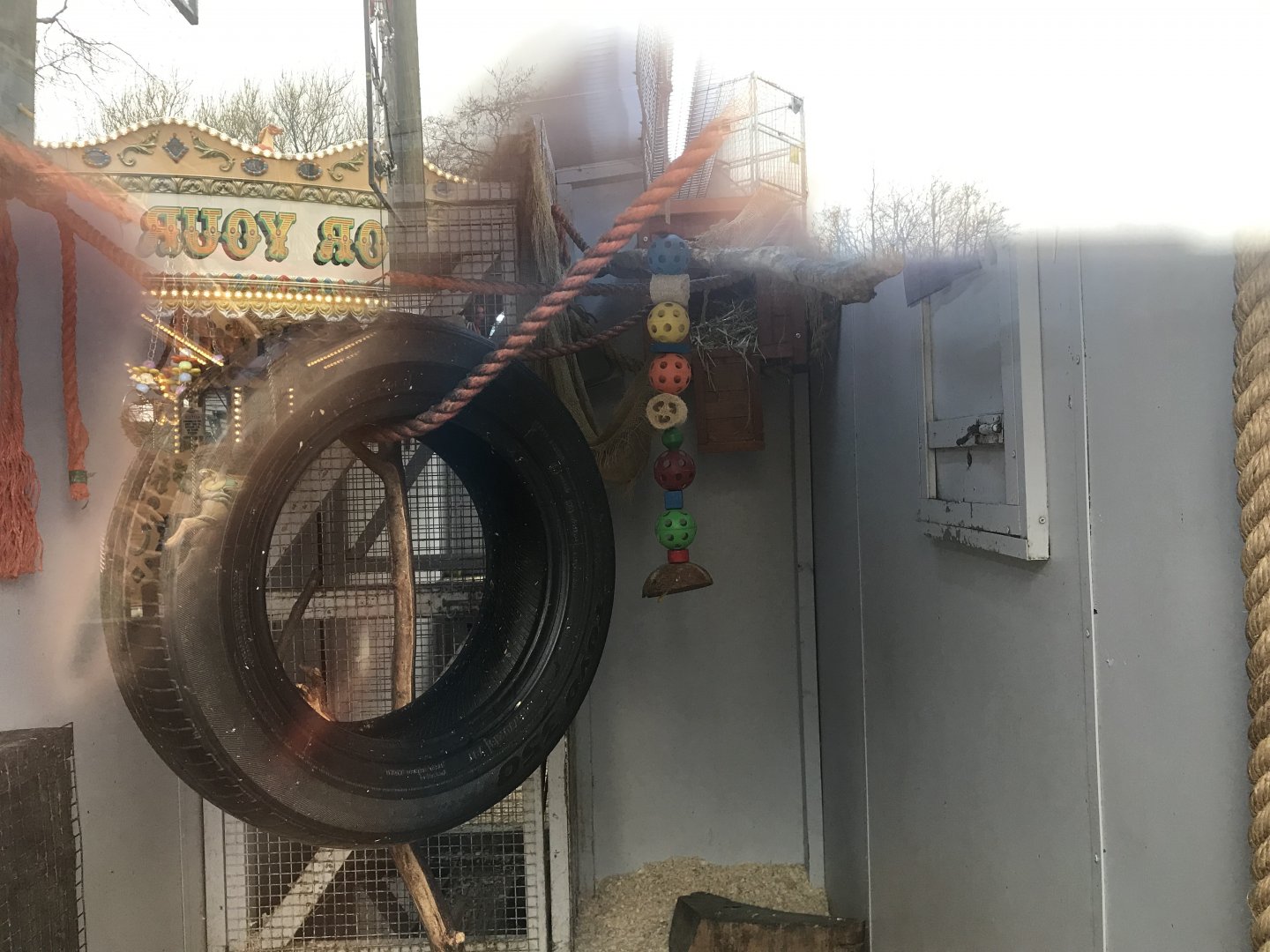 Common marmoset indoors
