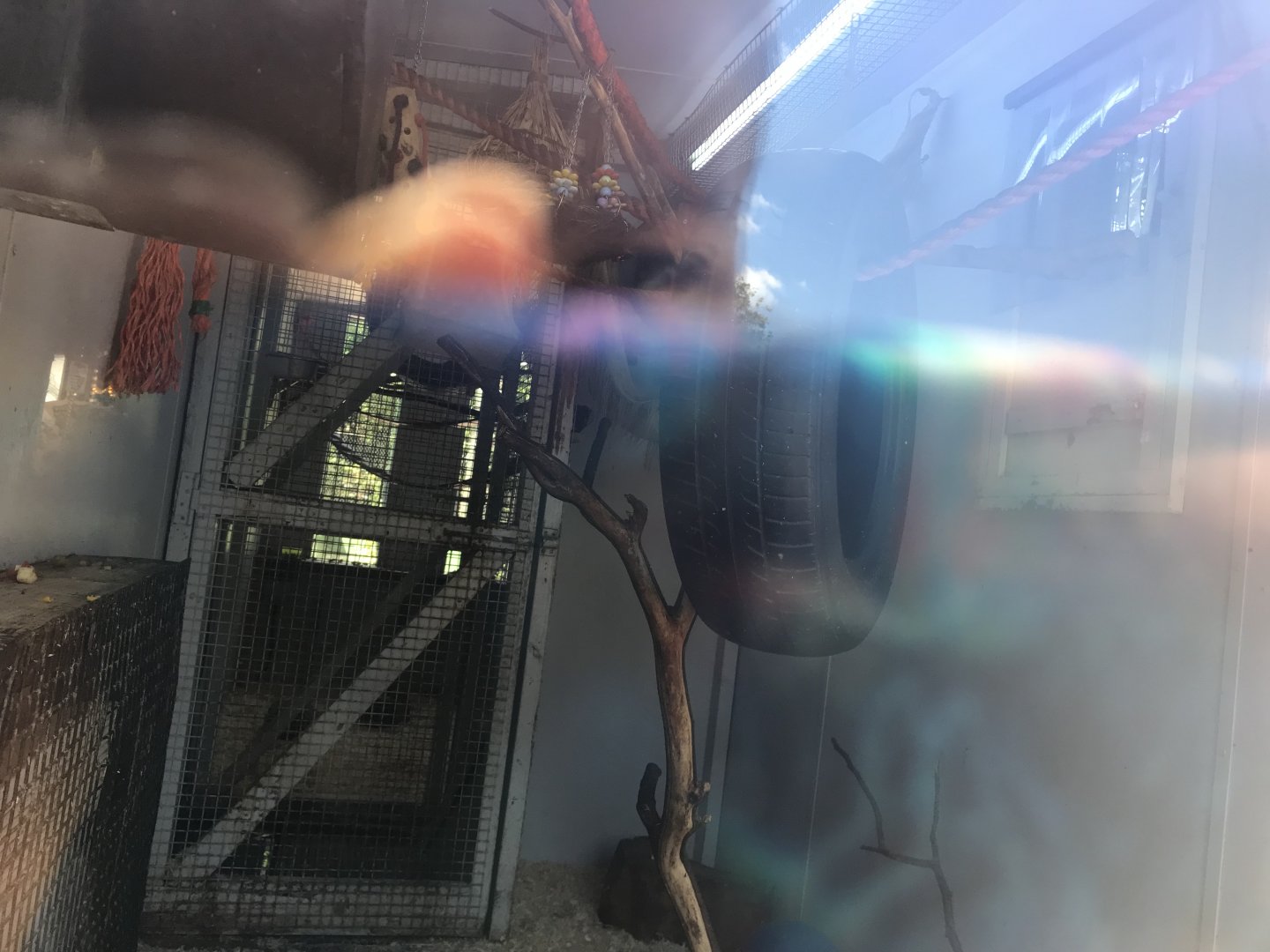 Common marmoset indoors