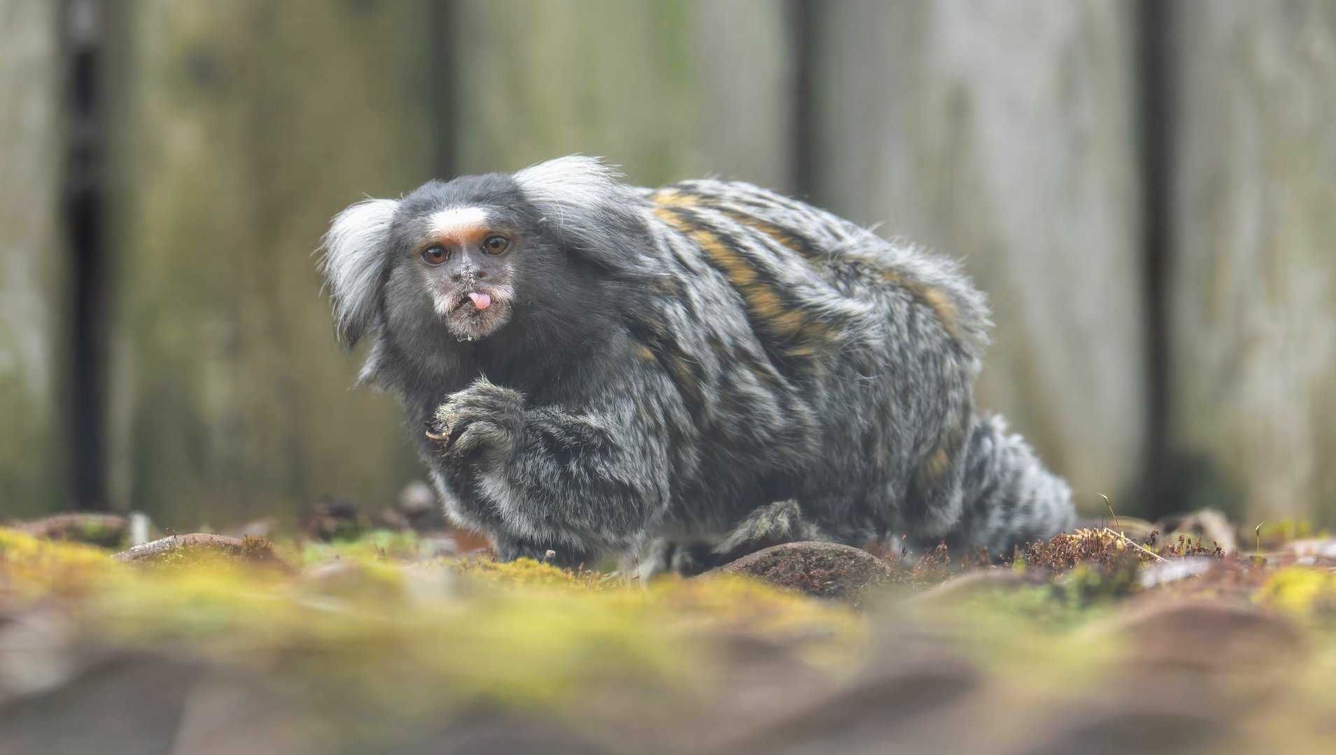 Common Marmoset, Lincs wildlife park, UK