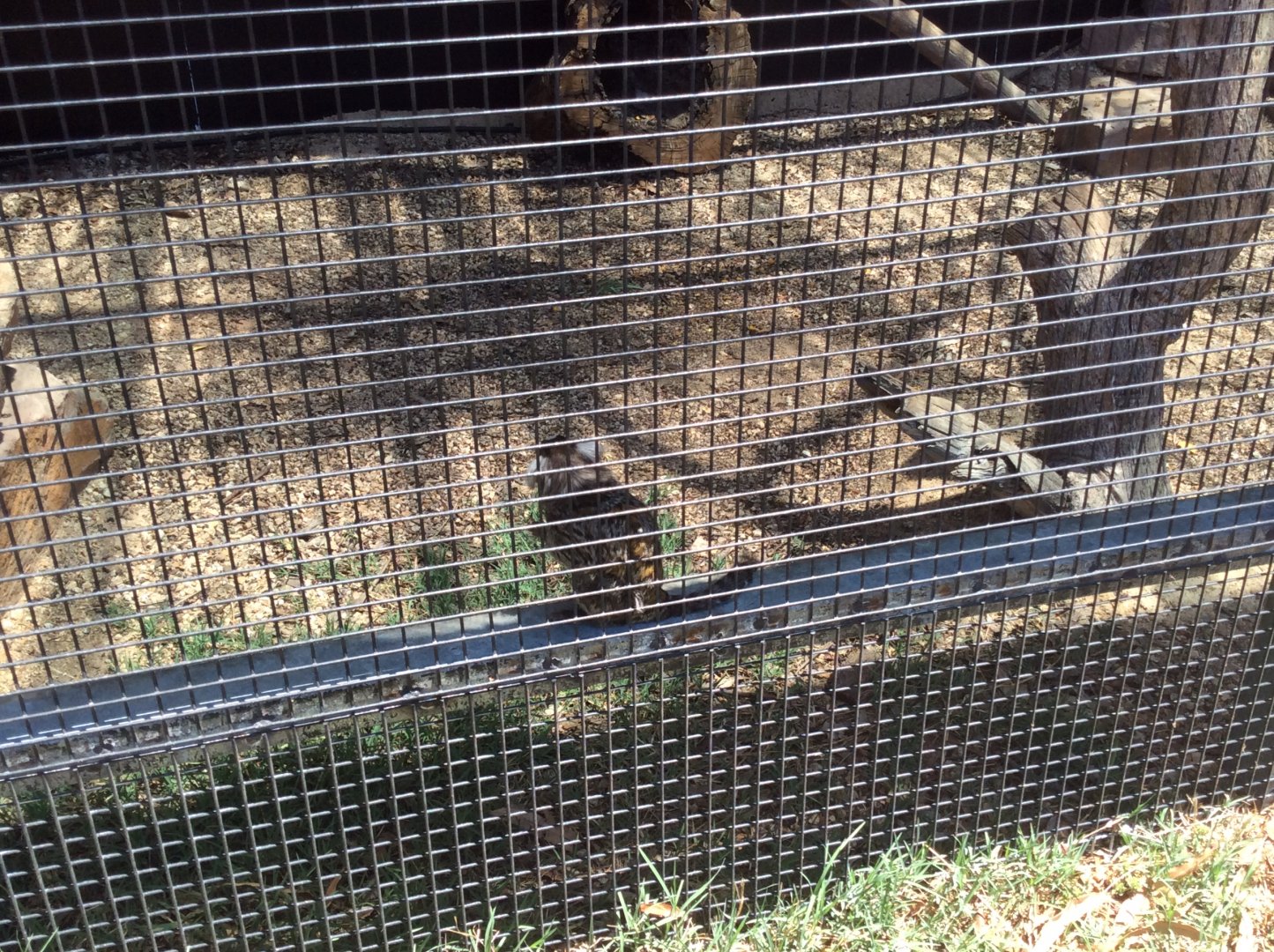 Common Marmoset no 2