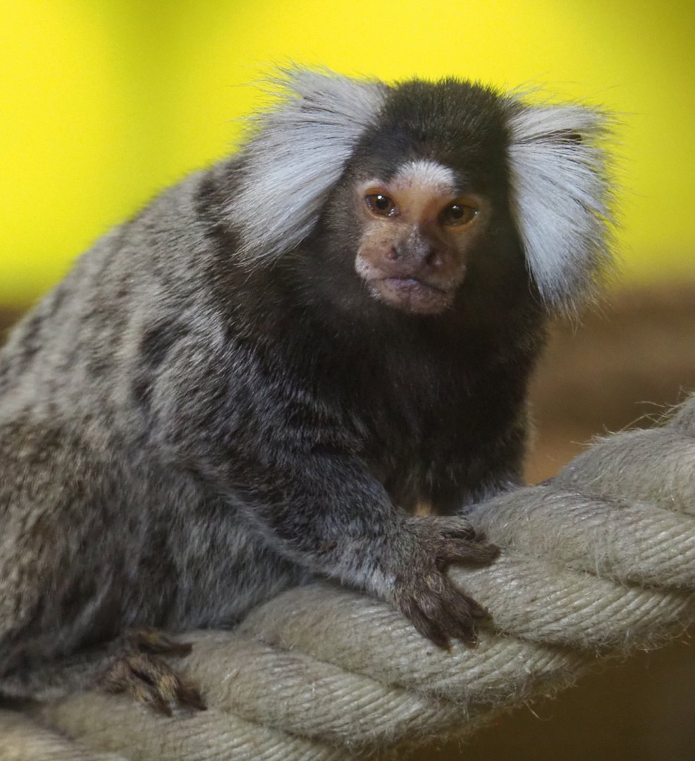 Common marmoset or White tufted-ear marmoset (Callithrix jacchus), 2020-09-12
