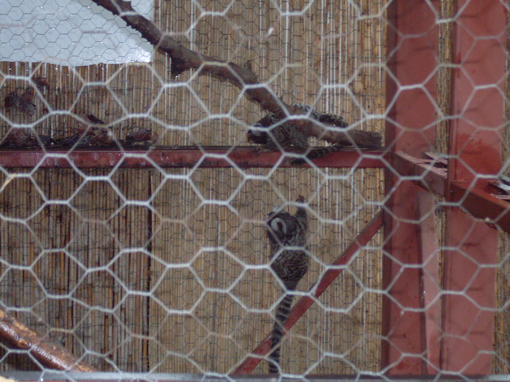 Common marmoset outdoor cage