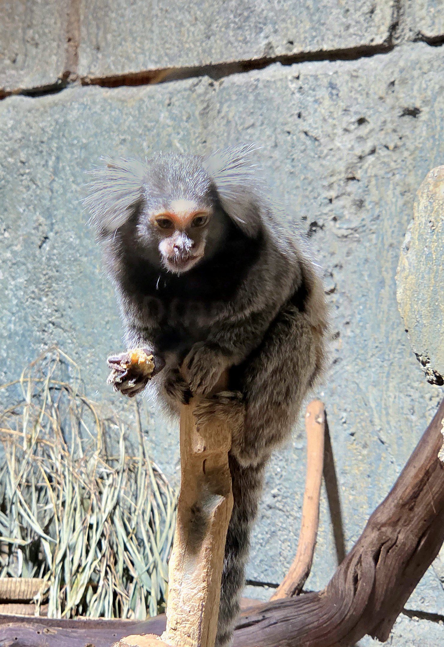 Common Marmoset - Rainforest Adventures