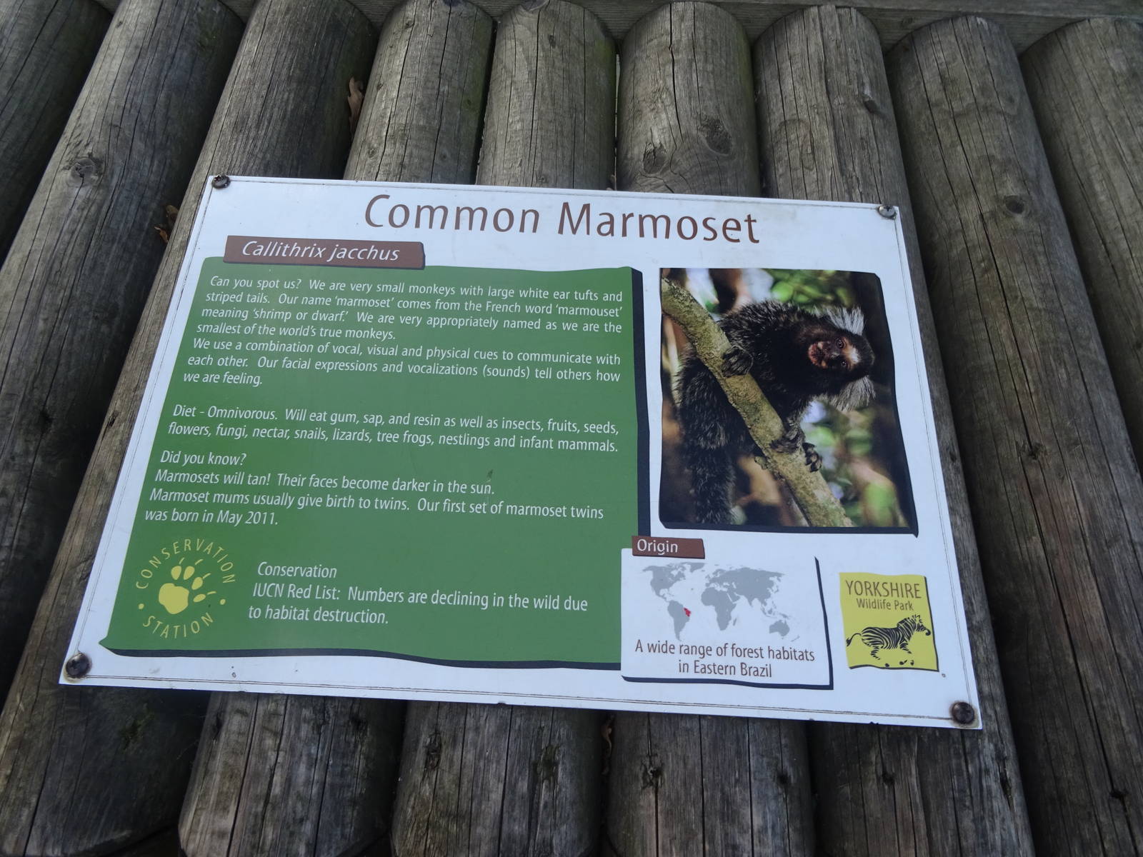 Common Marmoset Sign at Yorkshire Wildlife Park
