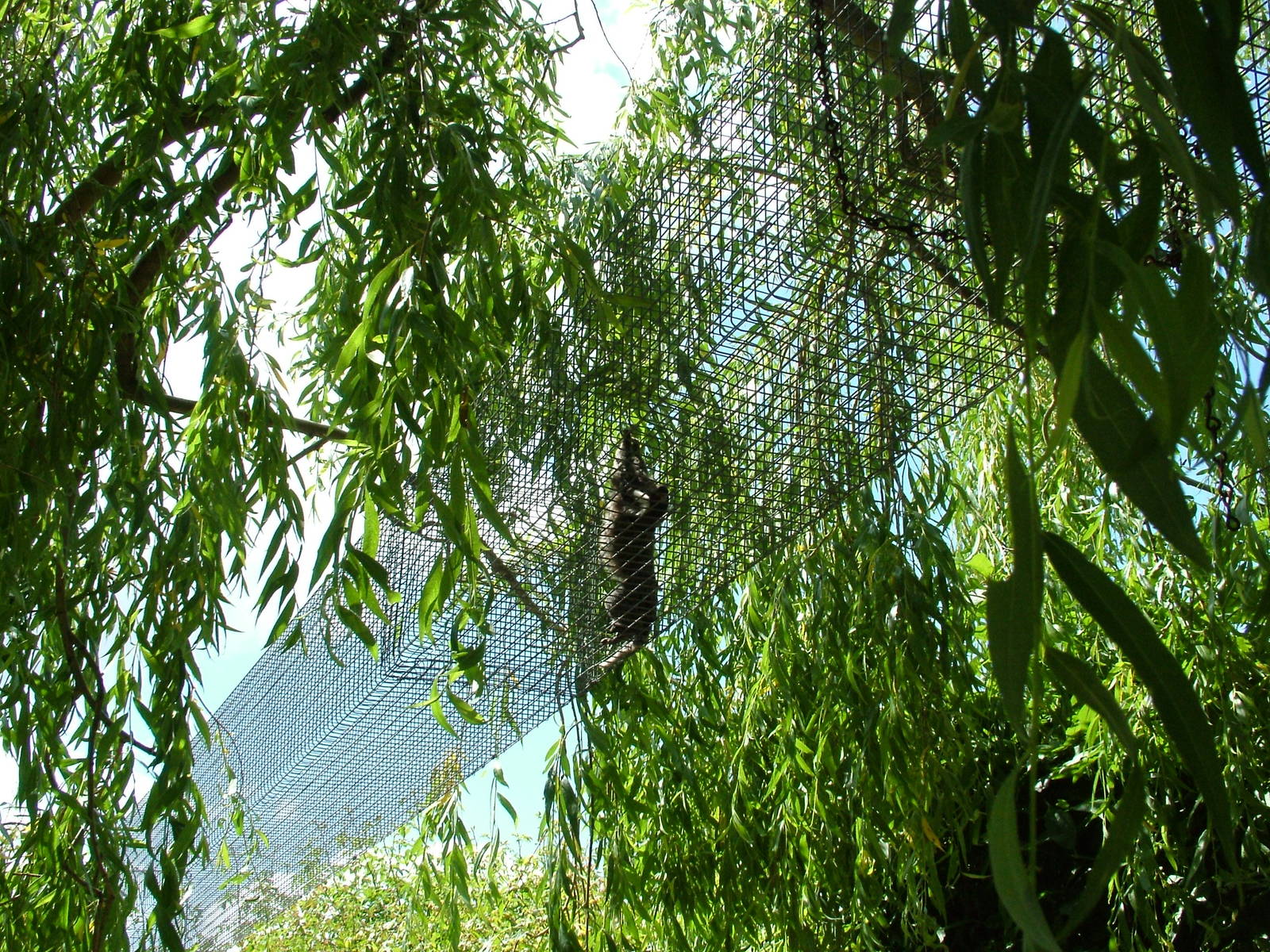 Common Marmoset tunnel at Tropical Butterfly House 13/06/09
