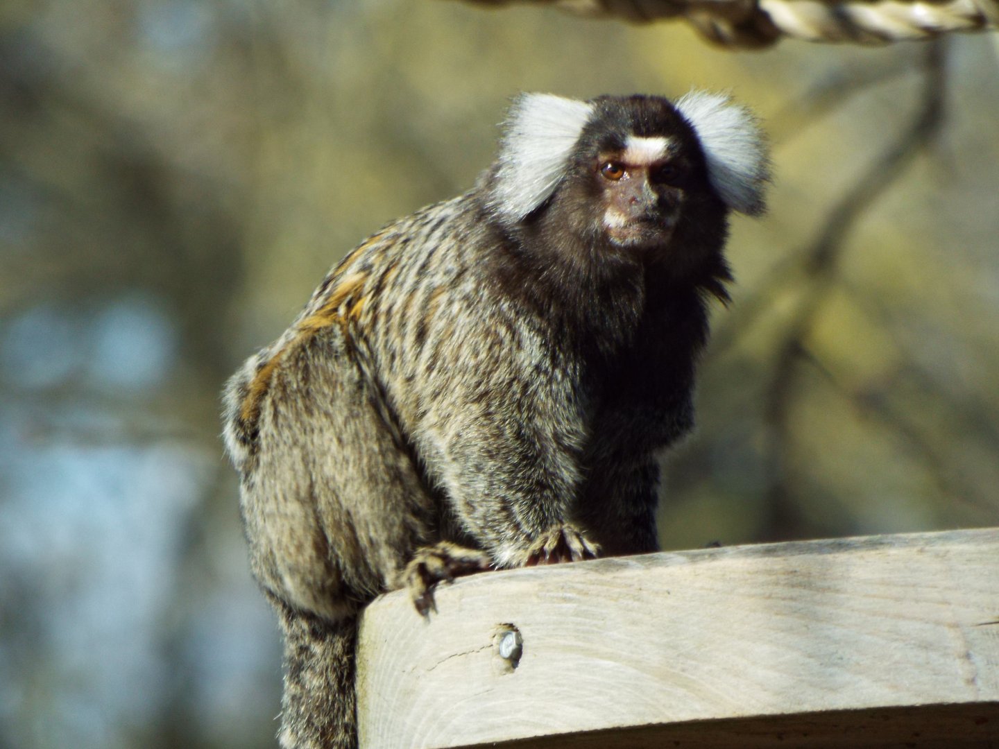 Common Marmoset - YWP