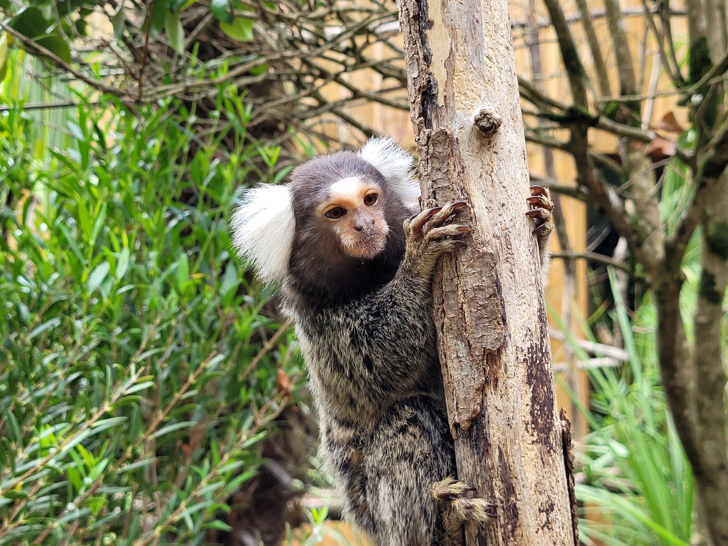 Common marmoset -Zoo du bassin d'Arcachon (2024)