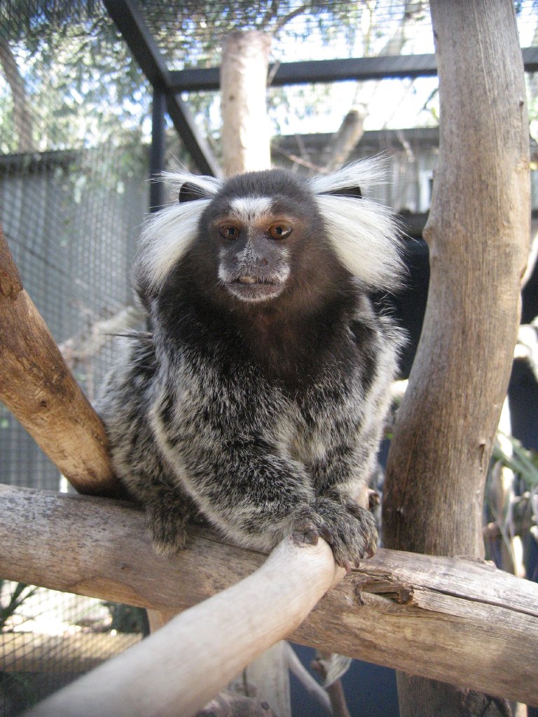 Common Marmoset