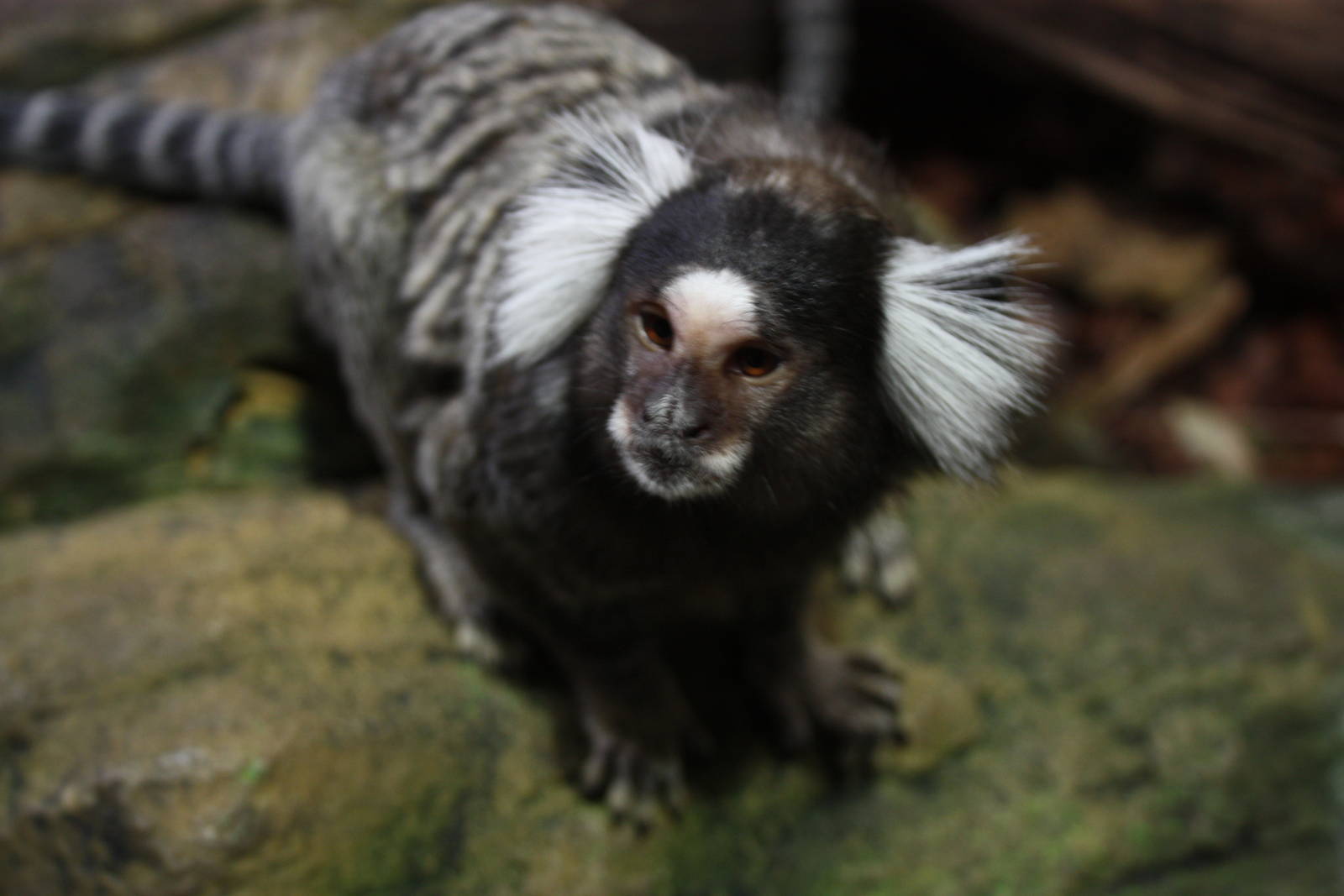 Common Marmoset