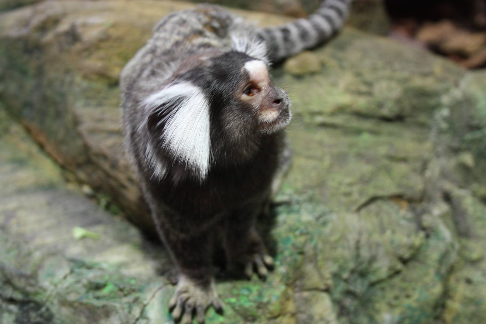 Common Marmoset