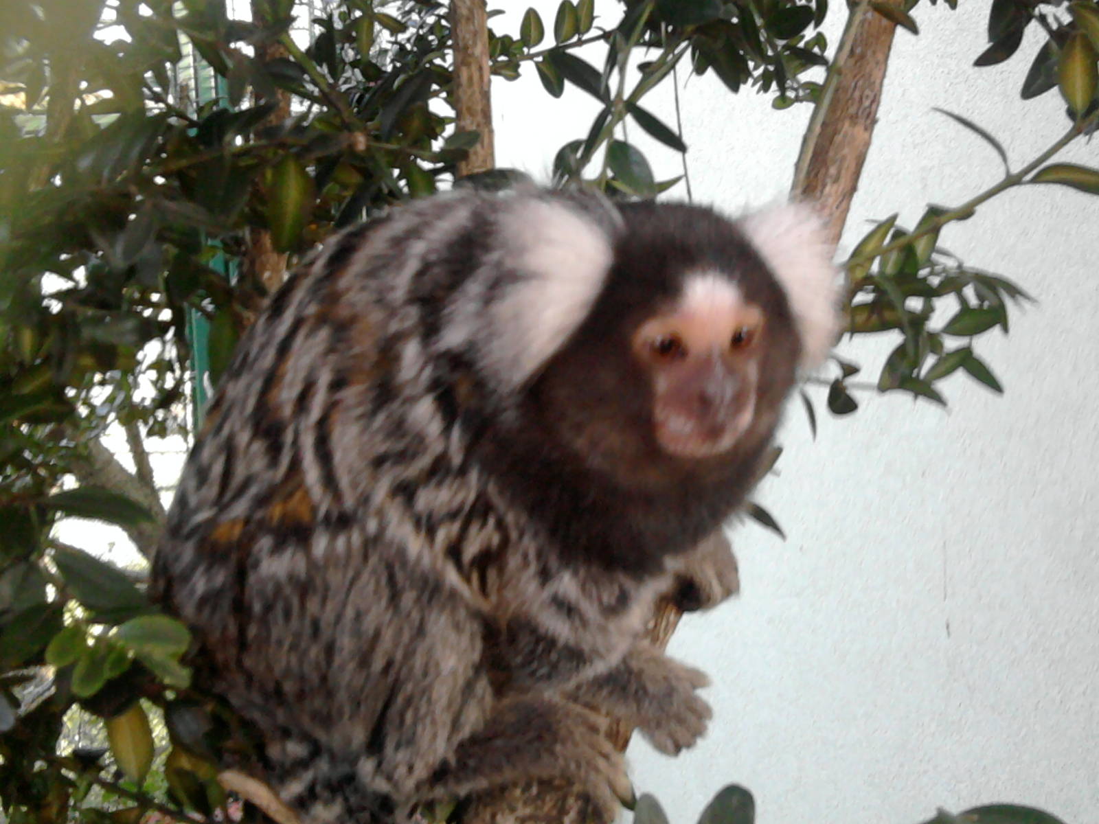 Common marmoset