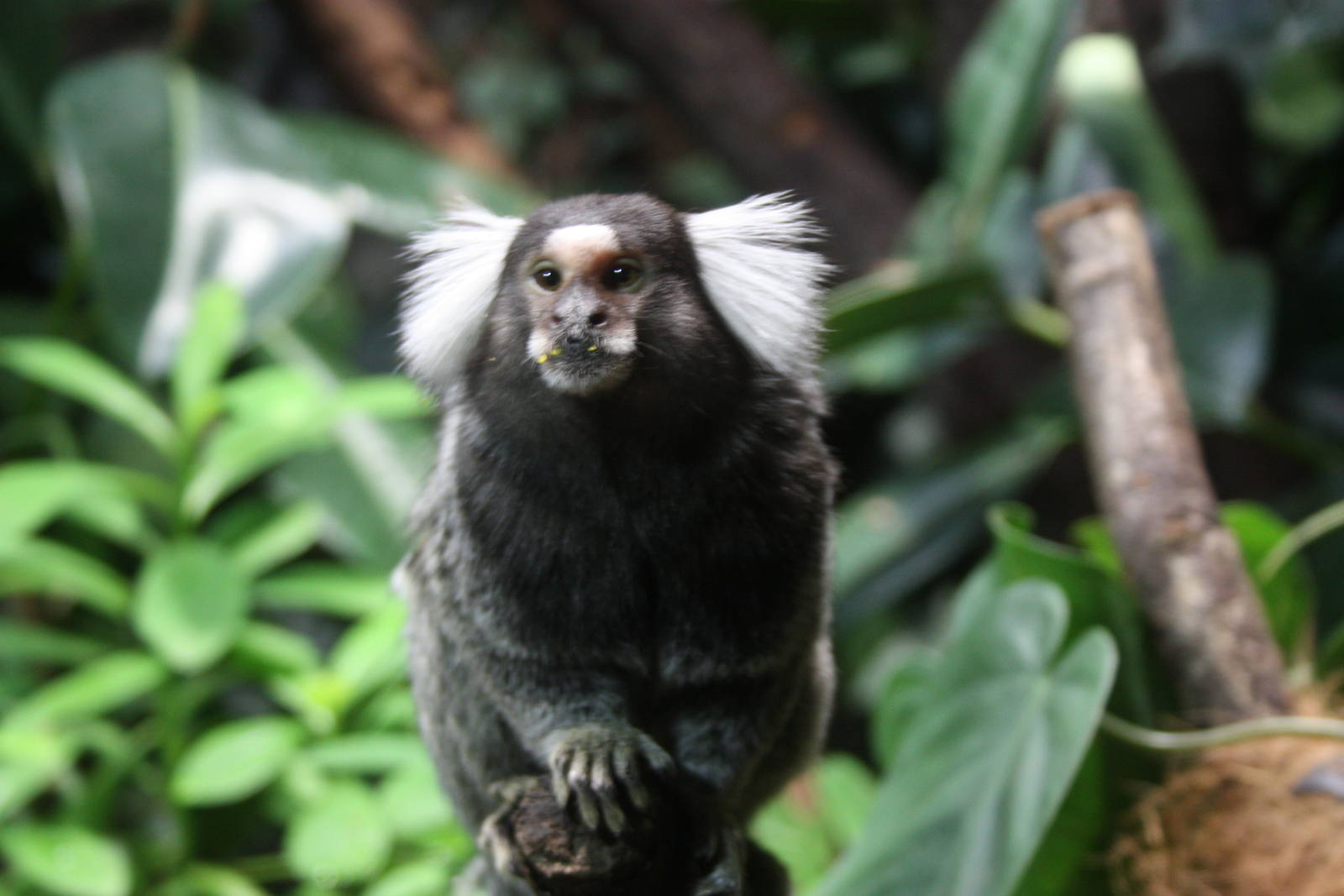 Common marmoset